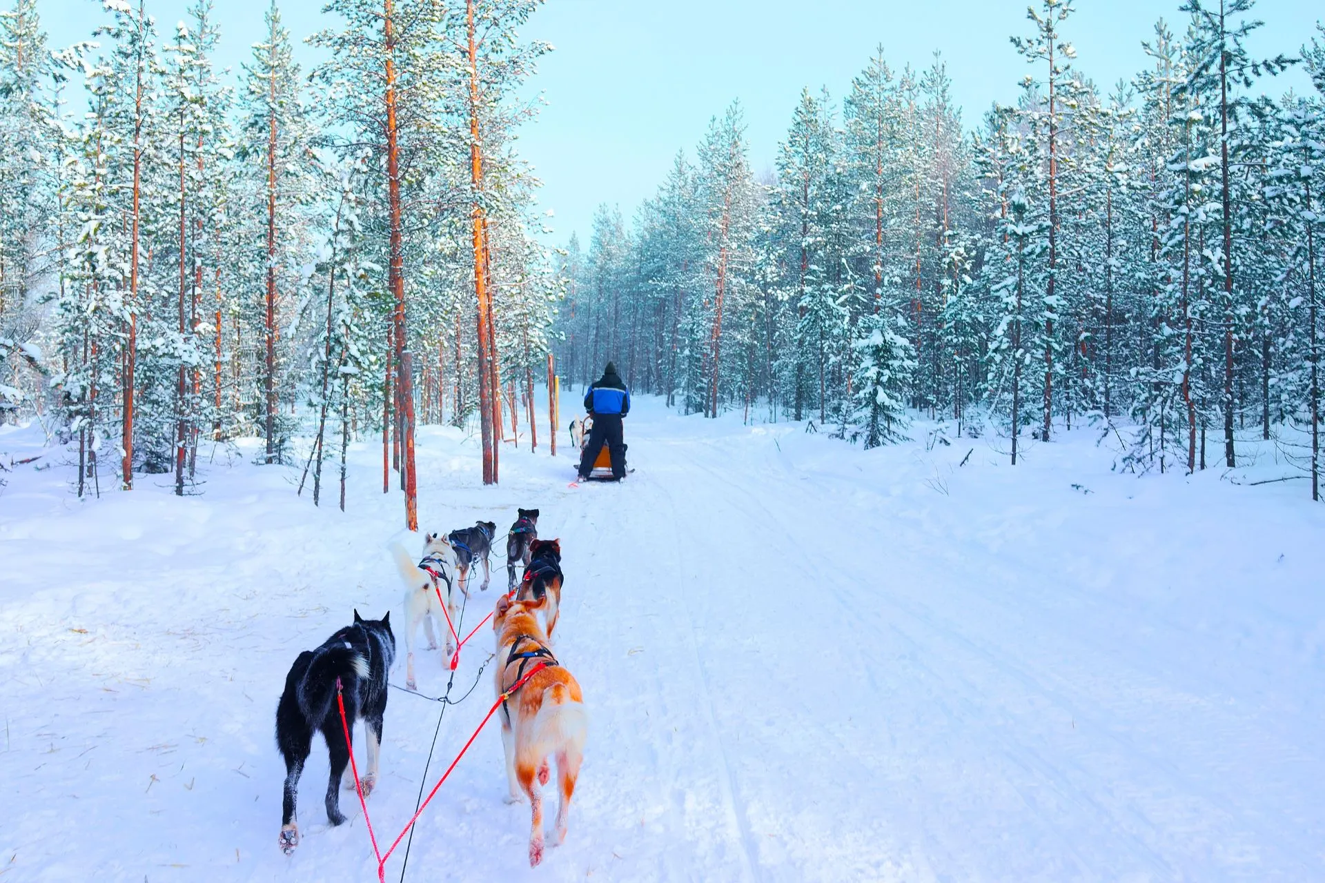 Husky safari in de sneeuw van Fins Lapland.