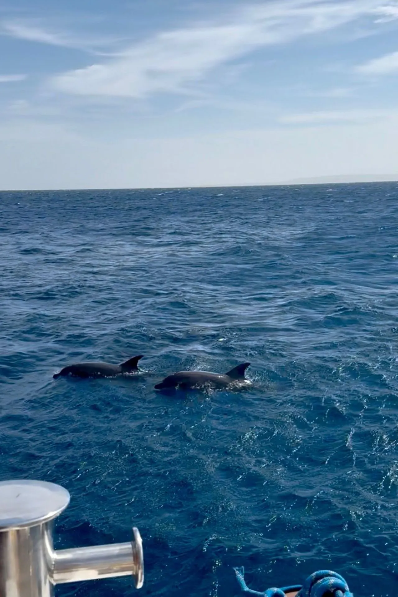 Twee dolfijnen zwemmen dicht bij elkaar in helderblauw water van de Rode Zee, zichtbaar vanaf het dek van een boot. Het wateroppervlak glinstert onder het zonlicht en toont lichte golfbewegingen, terwijl de horizon en een licht bewolkte blauwe lucht op de achtergrond een serene sfeer creëren. Op de voorgrond is een deel van de bootconstructie en een blauw touw zichtbaar. Dit beeld benadrukt natuur, wildlife en ontspanning tijdens een boottocht, ideaal voor promotie van snorkeltrips, dolfijnexcursies en luxe vakanties in Egypte.