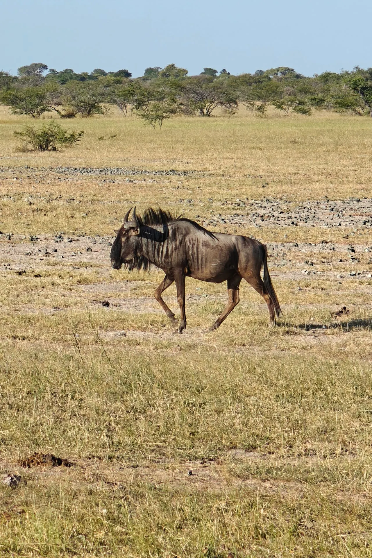 Afrikaans wildebeest lopend over de uitgestrekte savanne