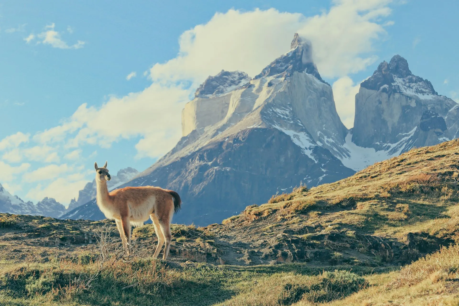 Guanaco in Torres del Paine in Patagonië met imposante bergtoppen op de achtergrond tijdens een reis door Zuid-Amerika.