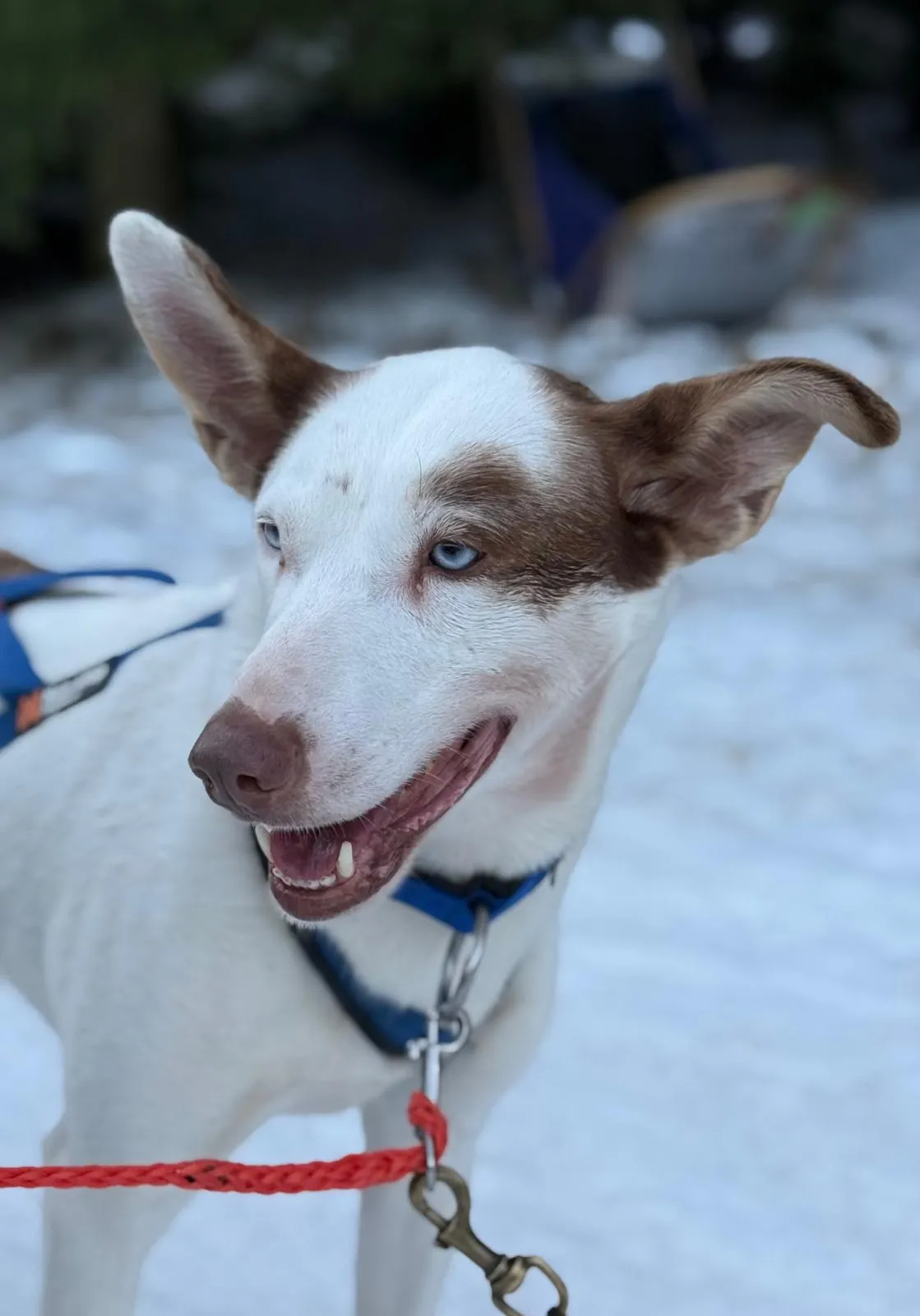 Portret van wit met bruin kortharige hond van de huskyscooter tour Finland.