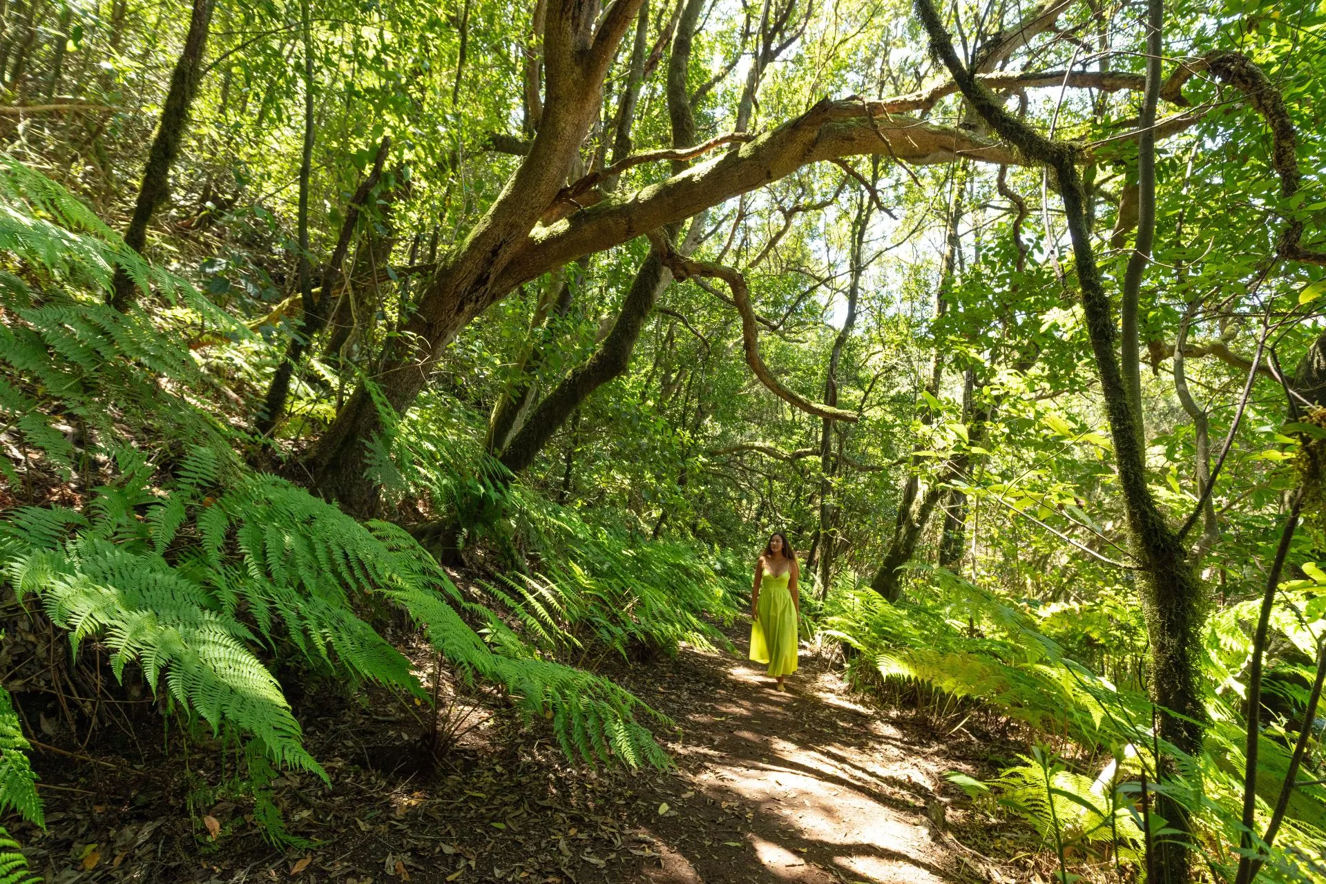 Wandelpad door het groene laurierbos van Anaga in Noord-Tenerife, een van de mooiste natuurgebieden en bezienswaardigheden van Tenerife.