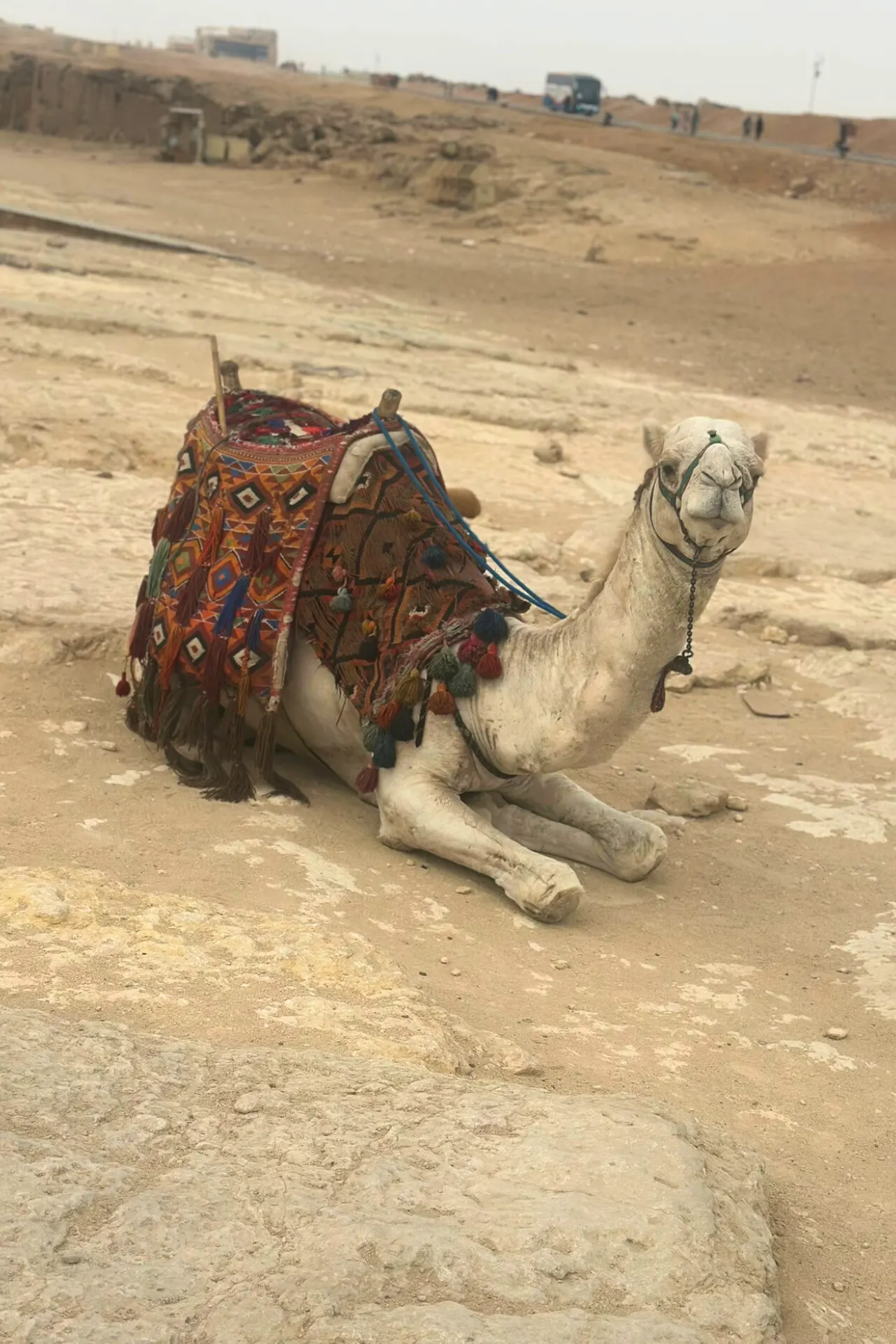 Witte kameel liggend in het zand met een kleurrijke deken op zijn rug in Egypte.