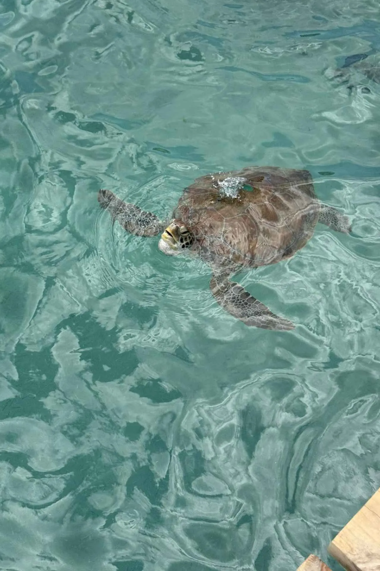 Zeeschildpad zwemt door het heldere turquoise water langs de kust van Curaçao.