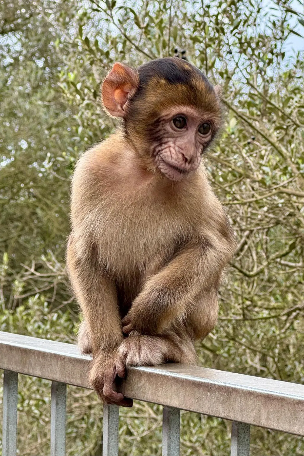 Jonge aap zittend op een reling, omringd door groene bladeren in Gibraltar.
