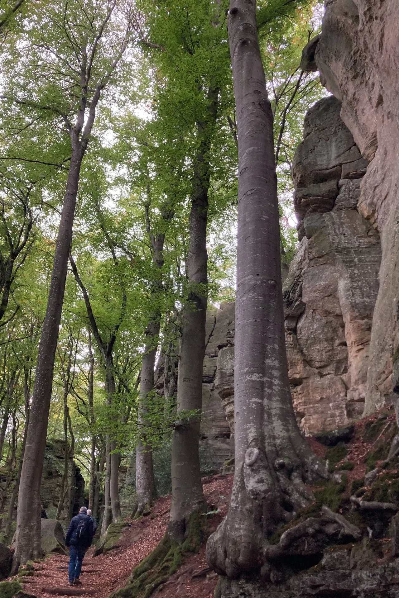 Wandelaars lopen door een dicht bos met hoge bomen en rotsformaties in Müllerthal, Luxemburg