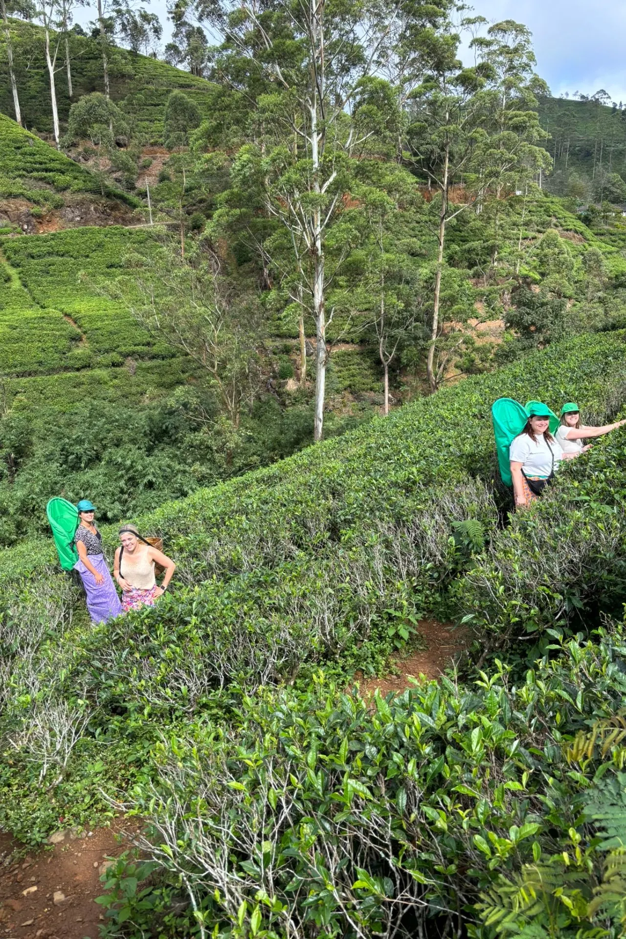 Groep vrouwen met manden op de rug tijdens het thee plukken in een heuvelachtige plantage in Sri Lanka.