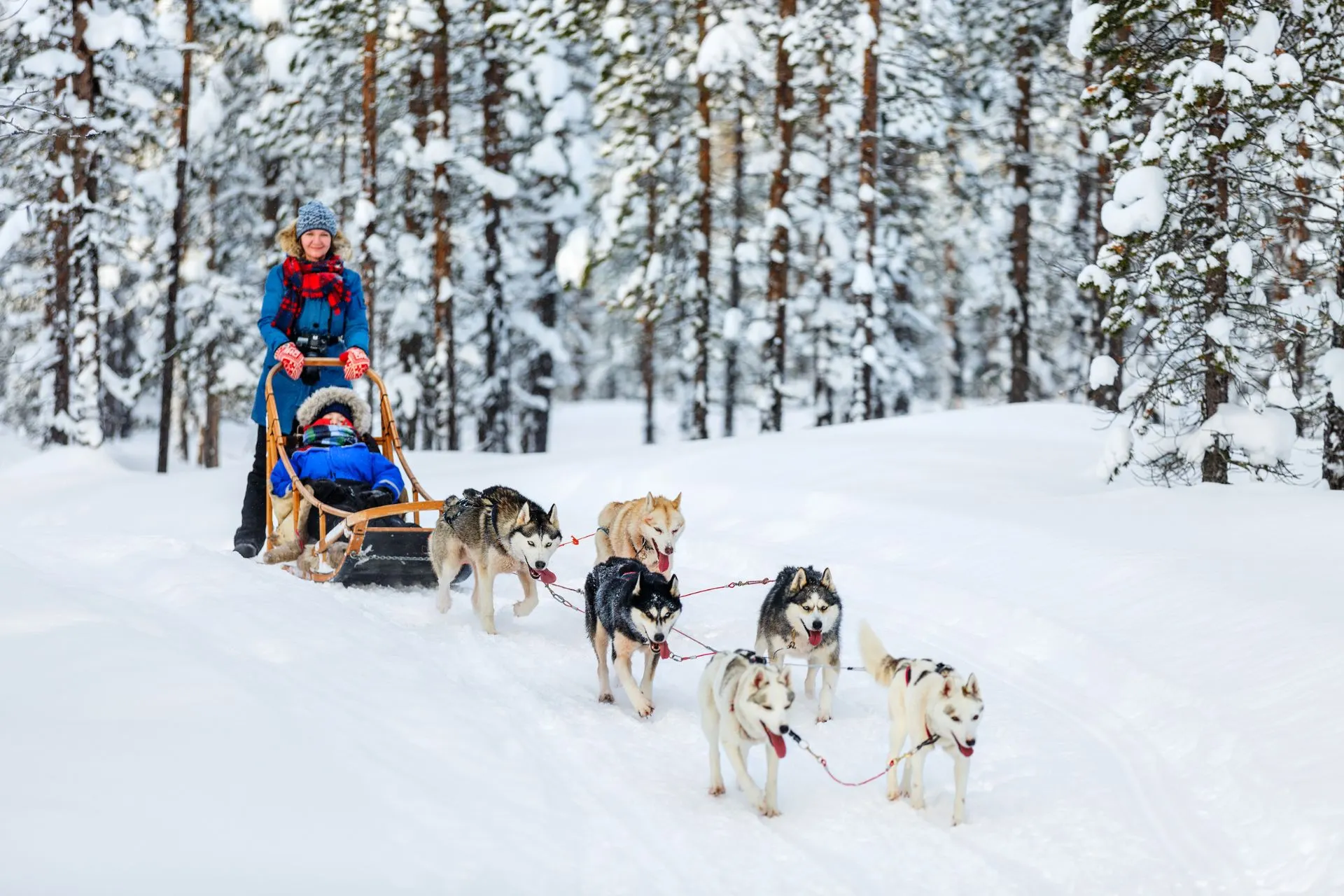 Een betoverend winters landschap in Finland, bedekt met sneeuw, waar huskyhonden een slee door de witte uitgestrektheid trekken.