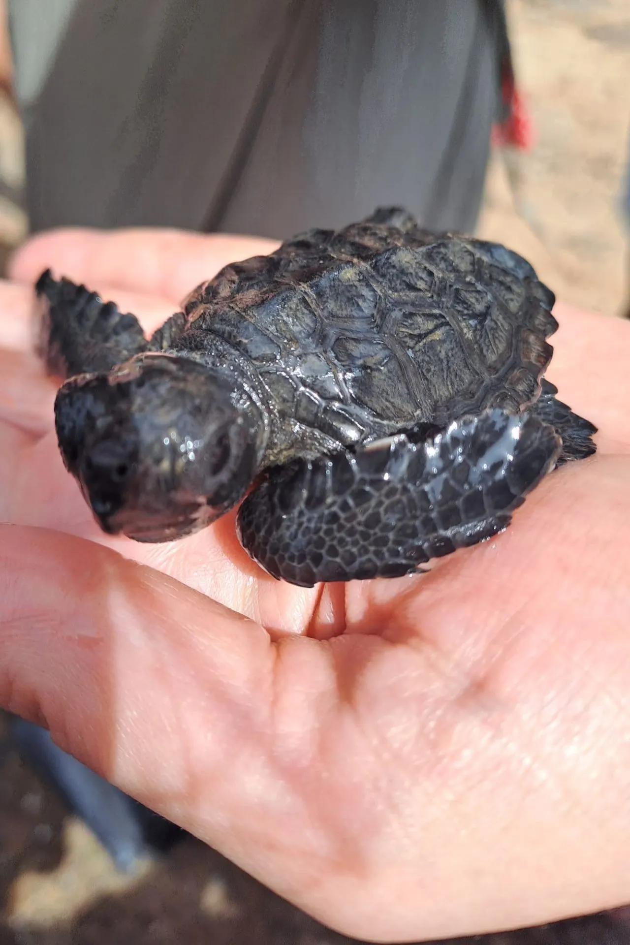 Kleine zeeschildpad ligt voorzichtig in een hand, met zichtbaar de structuur van het schild en de natte huid, vastgelegd in natuurlijk daglicht. Dit moment laat de bijzondere natuur van Kaapverdië zien en sluit aan bij een excursie Kaapverdië gericht op natuur en duurzaamheid. Voor wie interesse heeft in wildlife en schildpadden Kaapverdië benadrukt dit beeld het belang van bescherming en bewust toerisme op de eilanden.