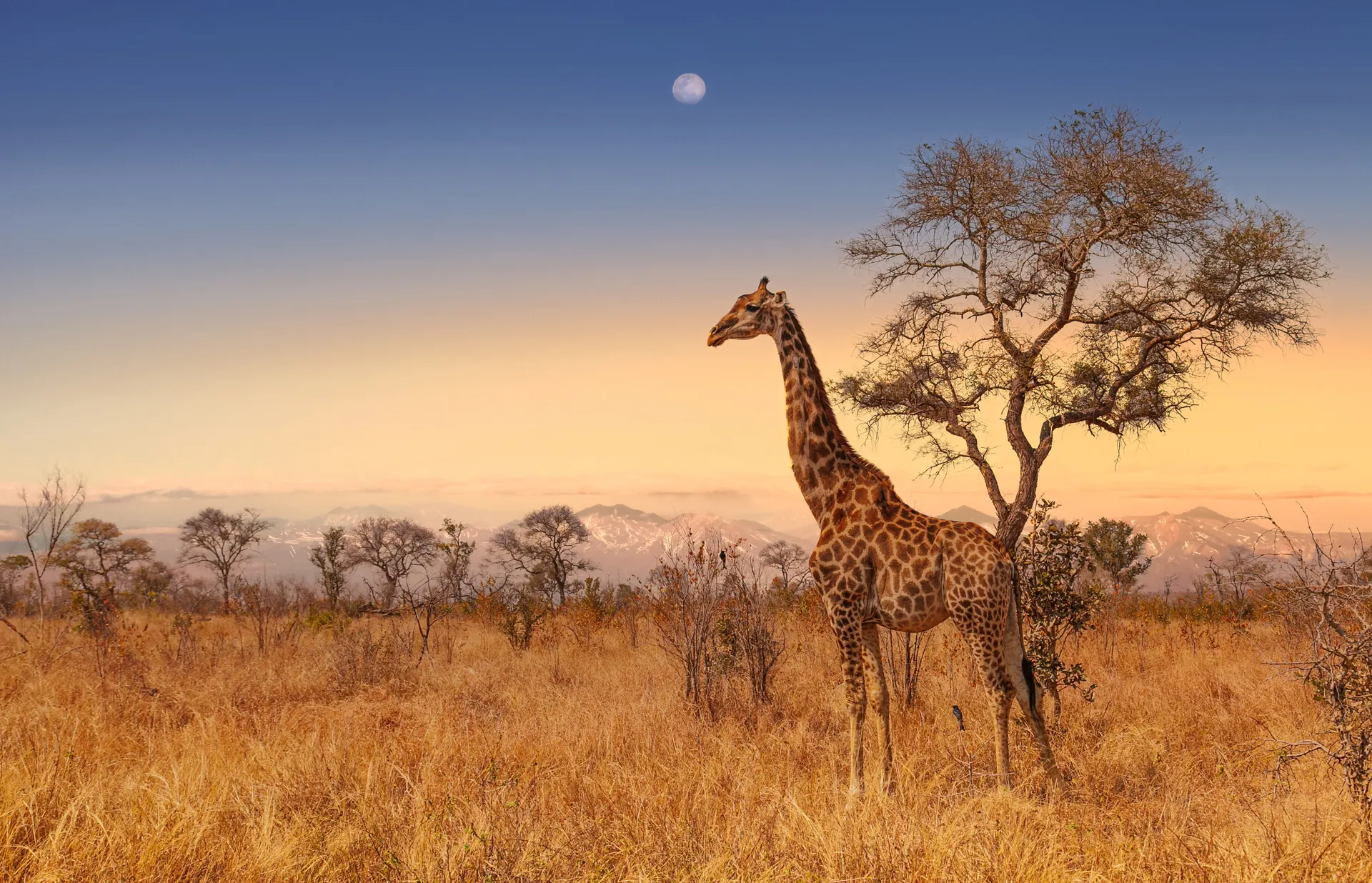 Giraffe