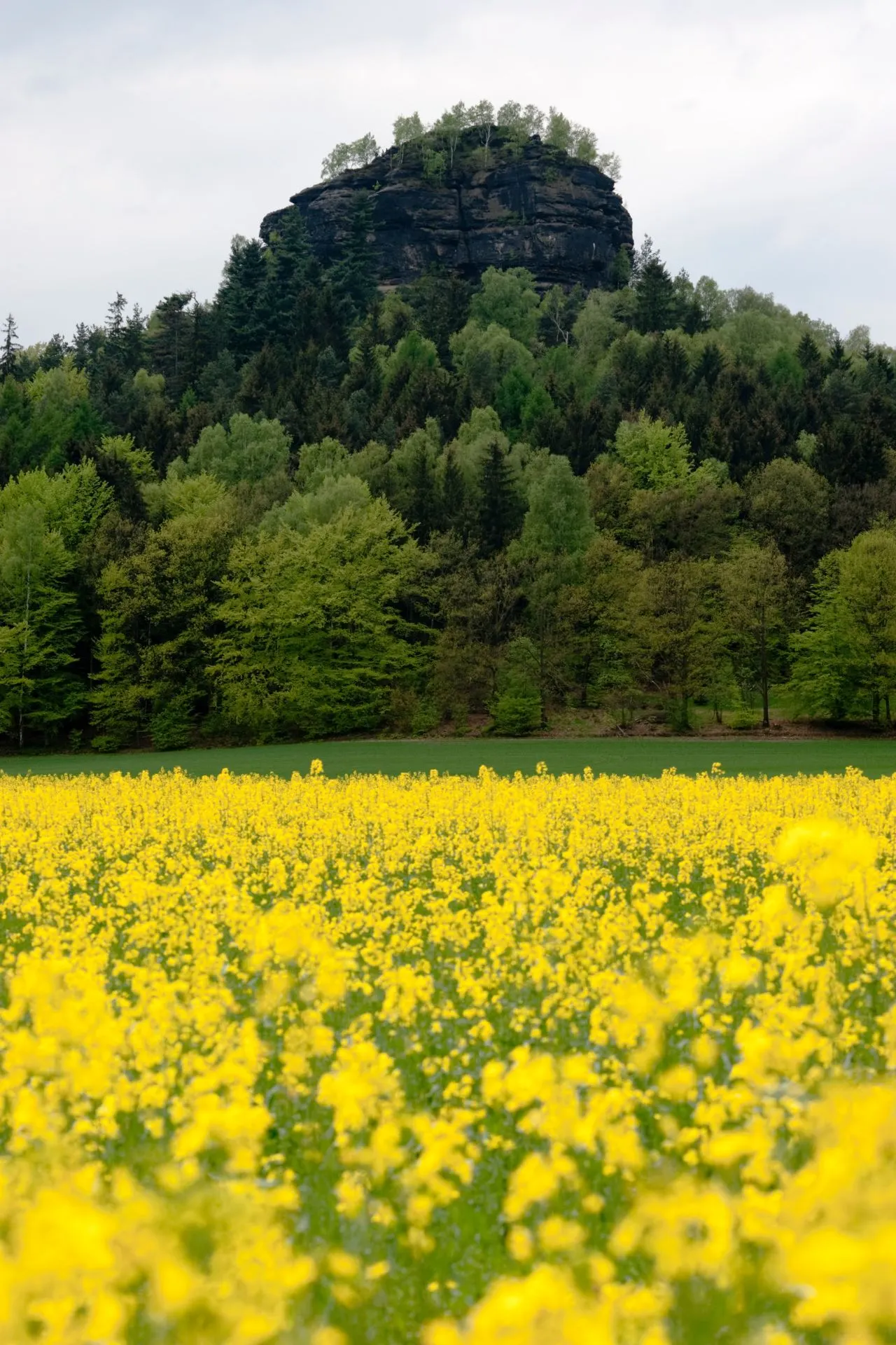 "Schitterend landschap in Saksisch Zwitserland, Duitsland, met een uitgestrekt veld vol gele bloemen, een imposante rotsformatie en dichte bossen op de achtergrond. Deze regio is ideaal voor wandelingen, fotografie en natuurbeleving. Ontdek het Elbezandsteengebergte, pittoreske dorpen en adembenemende uitzichten in een van de mooiste nationale parken van Duitsland."