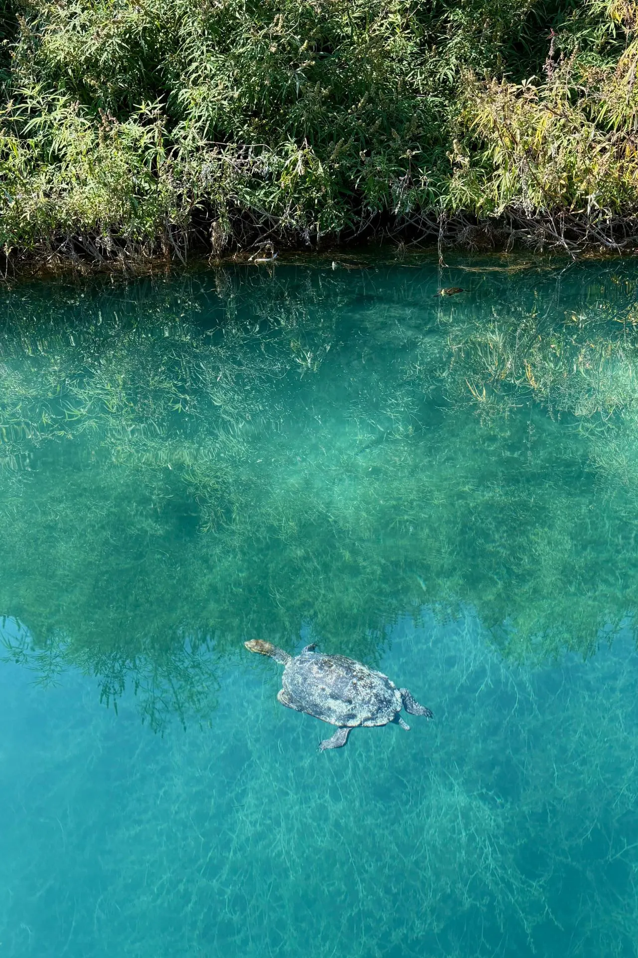 Schildpad zwemt in kristalhelder turquoise water tussen waterplanten aan de oever van het Kournasmeer.
