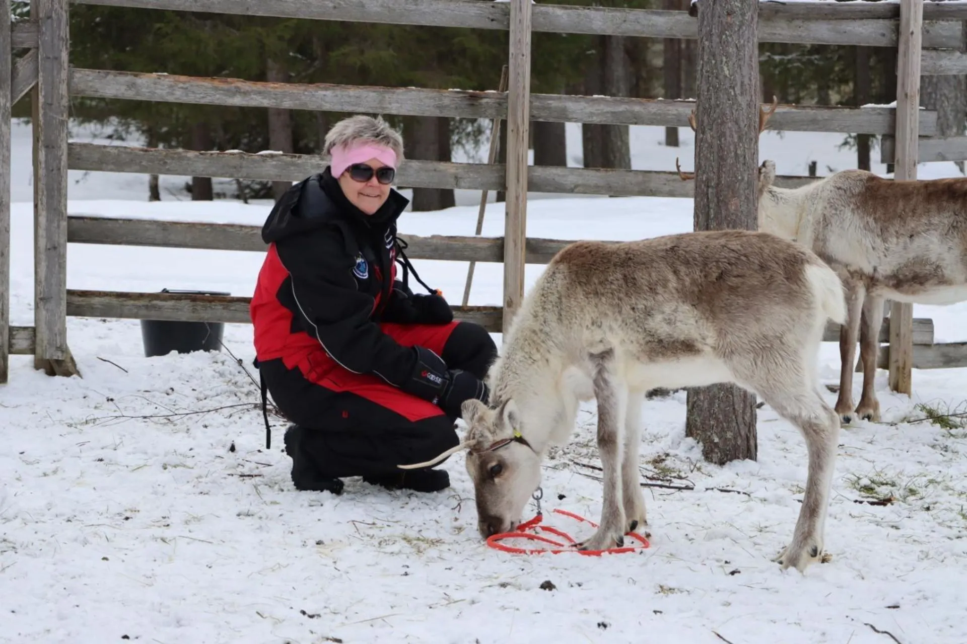 Persoon in winterkleding met zonnebril en roze haarband knielt naast een rendier in de sneeuw in Fins Lapland


