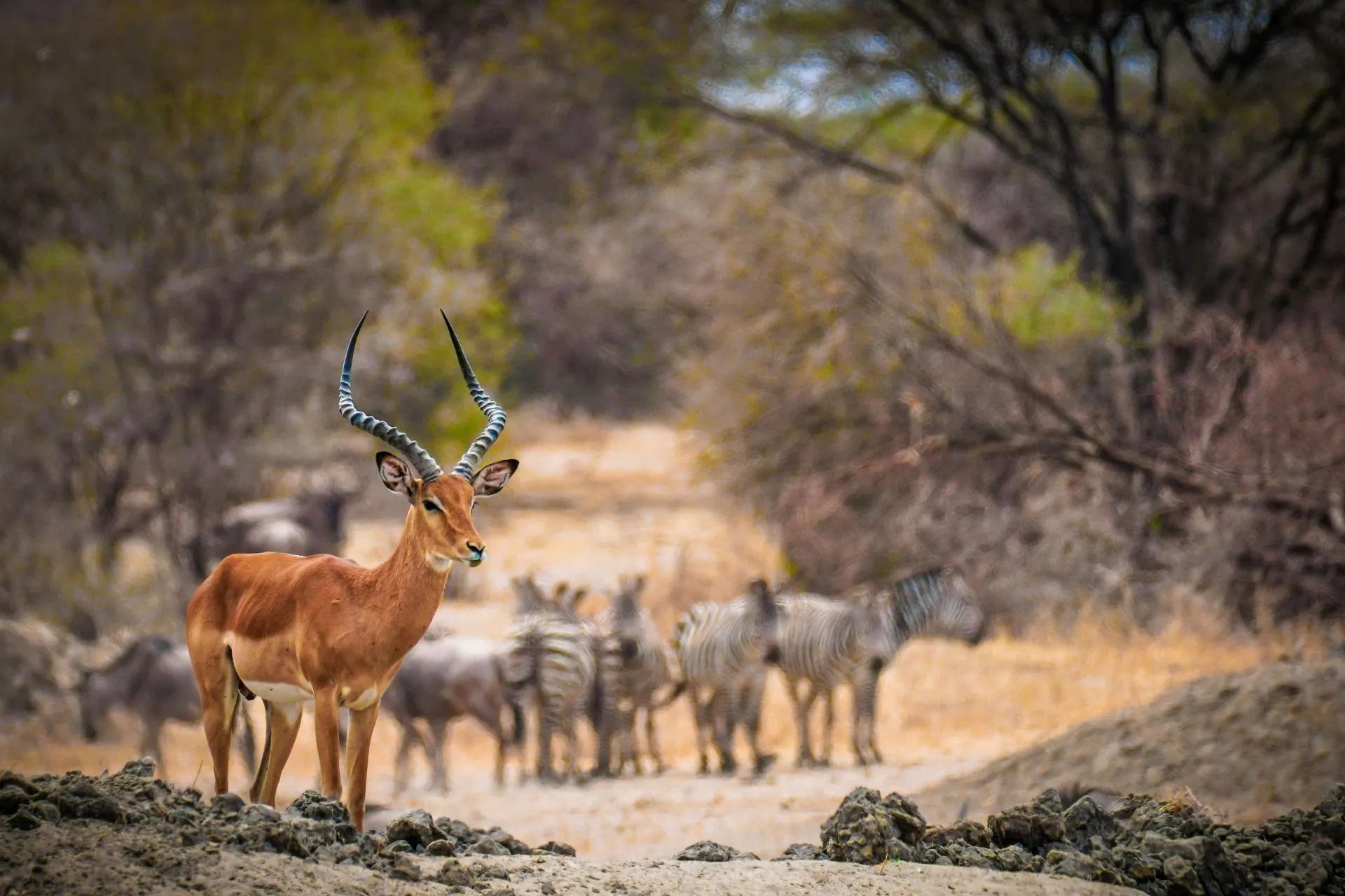 Dieren in Botswana