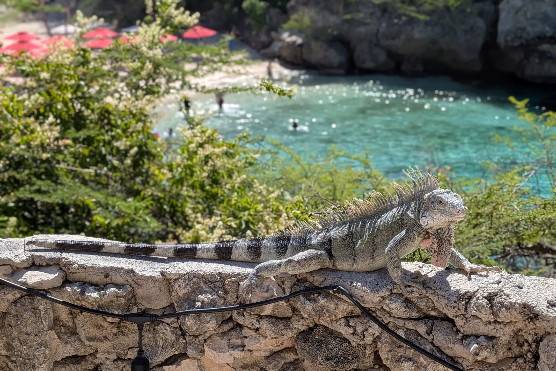 Grote leguaan rust op een stenen muur met uitzicht op een idyllische baai op Curaçao. Het turquoise water, groene struiken en rode parasols op het strand creëren een tropische sfeer. Deze foto benadrukt de unieke natuur en wildlife van het Caribisch gebied, ideaal voor avontuurlijke reizigers en natuurliefhebbers die Curaçao willen ontdekken.
