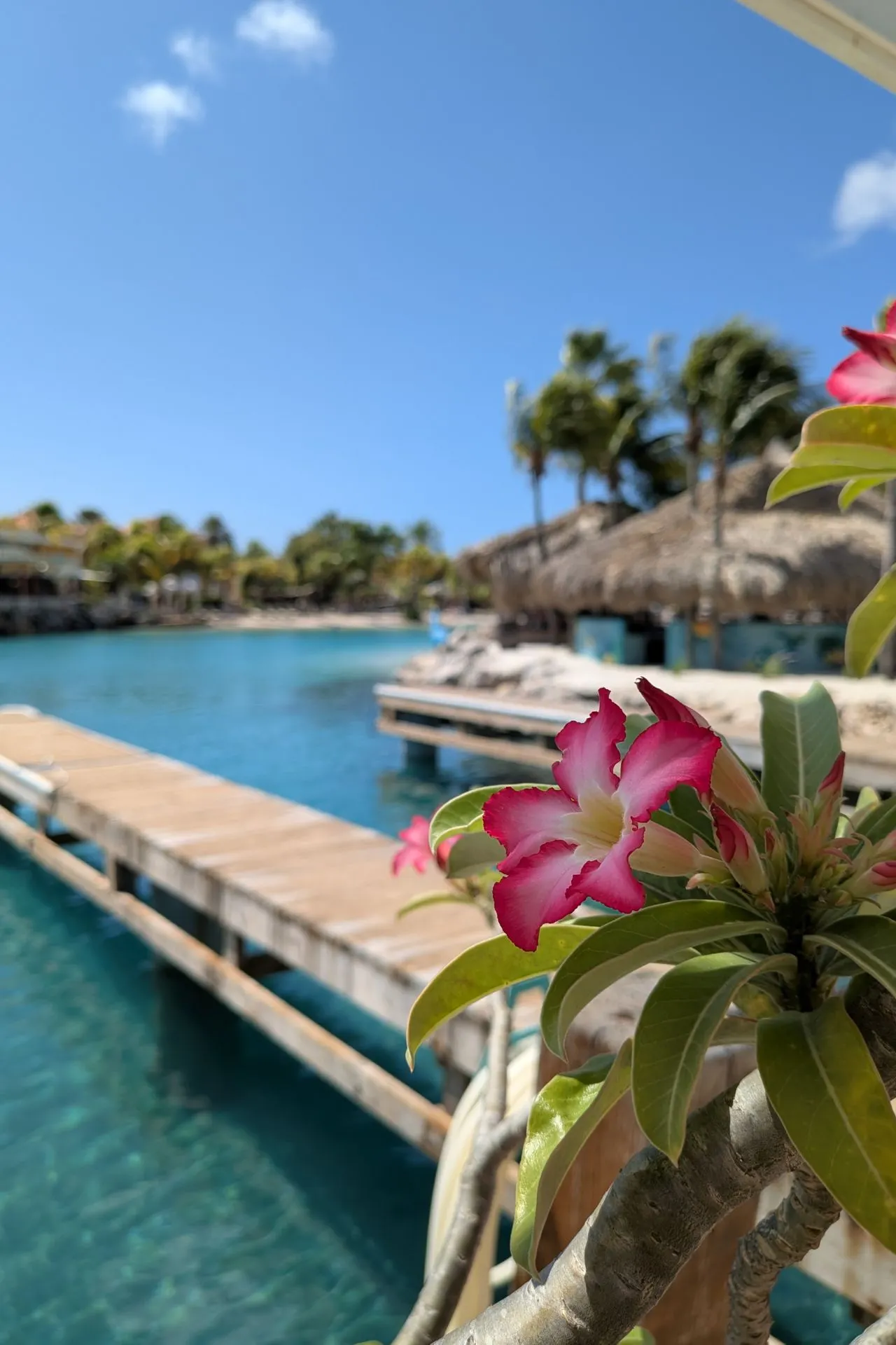 Close-up van een roze tropische bloem met op de achtergrond een turquoise lagune, houten steiger en rieten palapa’s op Curaçao. Deze foto straalt Caribische natuur en rust uit, ideaal voor vakantiegangers die genieten van flora, zon en wateractiviteiten. Perfect voor resorts en tropische bestemmingen.