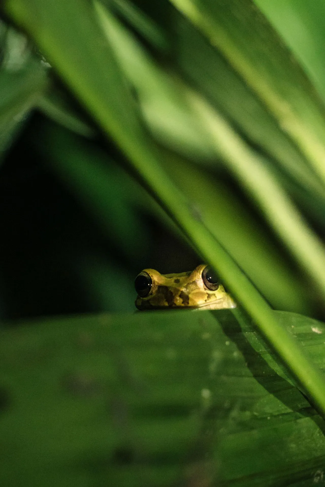 Close-up van een kikker die tussen groene bladeren gluurt, met een mysterieuze en natuurlijke sfeer.