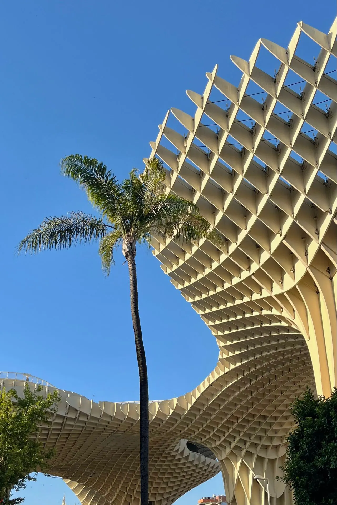 Close-up van de Metropol Parasol in Sevilla, ook wel ‘Las Setas’ genoemd, met een palmboom ervoor. De moderne houten structuur steekt af tegen een helderblauwe lucht.