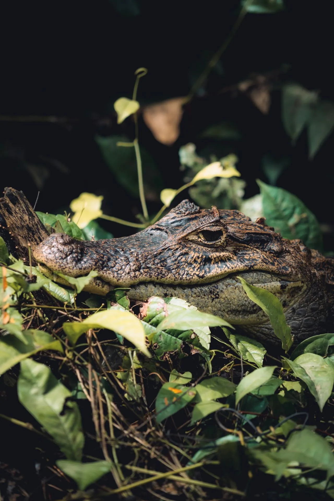Close-up van een kaaiman verscholen tussen bladeren in Tortuguero, Costa Rica.