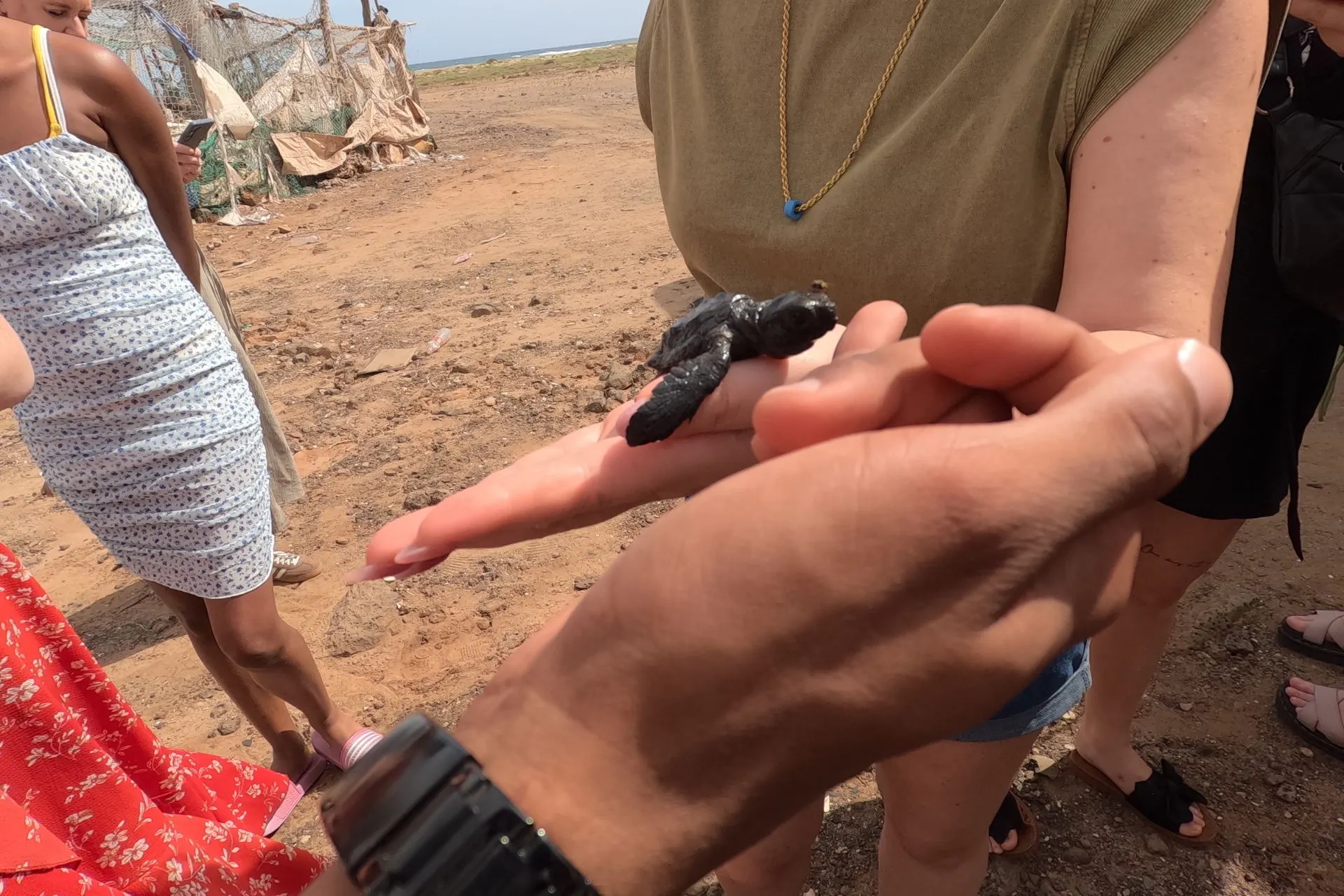 Bijzonder natuurmoment op Kaapverdië waarbij een pasgeboren zeeschildpad voorzichtig in handen wordt gehouden, met het droge landschap en de kustzone op de achtergrond. De structuur van het schild en de omgeving benadrukken de kwetsbaarheid van dit dier. Dit beeld past bij een excursie Kaapverdië gericht op natuur en duurzaamheid. Voor reizigers die interesse hebben in wildlife en schildpadden Kaapverdië laat deze ervaring het belang zien van bescherming en bewust toerisme.