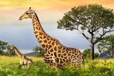 "Twee giraffen in een groene savanne met een grote boom op de achtergrond en een kleurrijke zonsondergang."