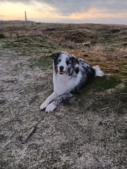 leuke gevlekte hond met zonsondergang