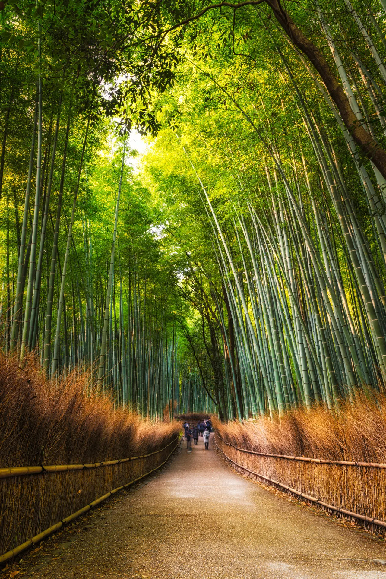 Het betoverende Arashiyama Bamboebos, waar je door imposante bamboelanen wandelt, langs oude tempels. Voor wie liever niet loopt, is er de mogelijkheid om een rit te maken in een klassieke trein door dit prachtige landschap.