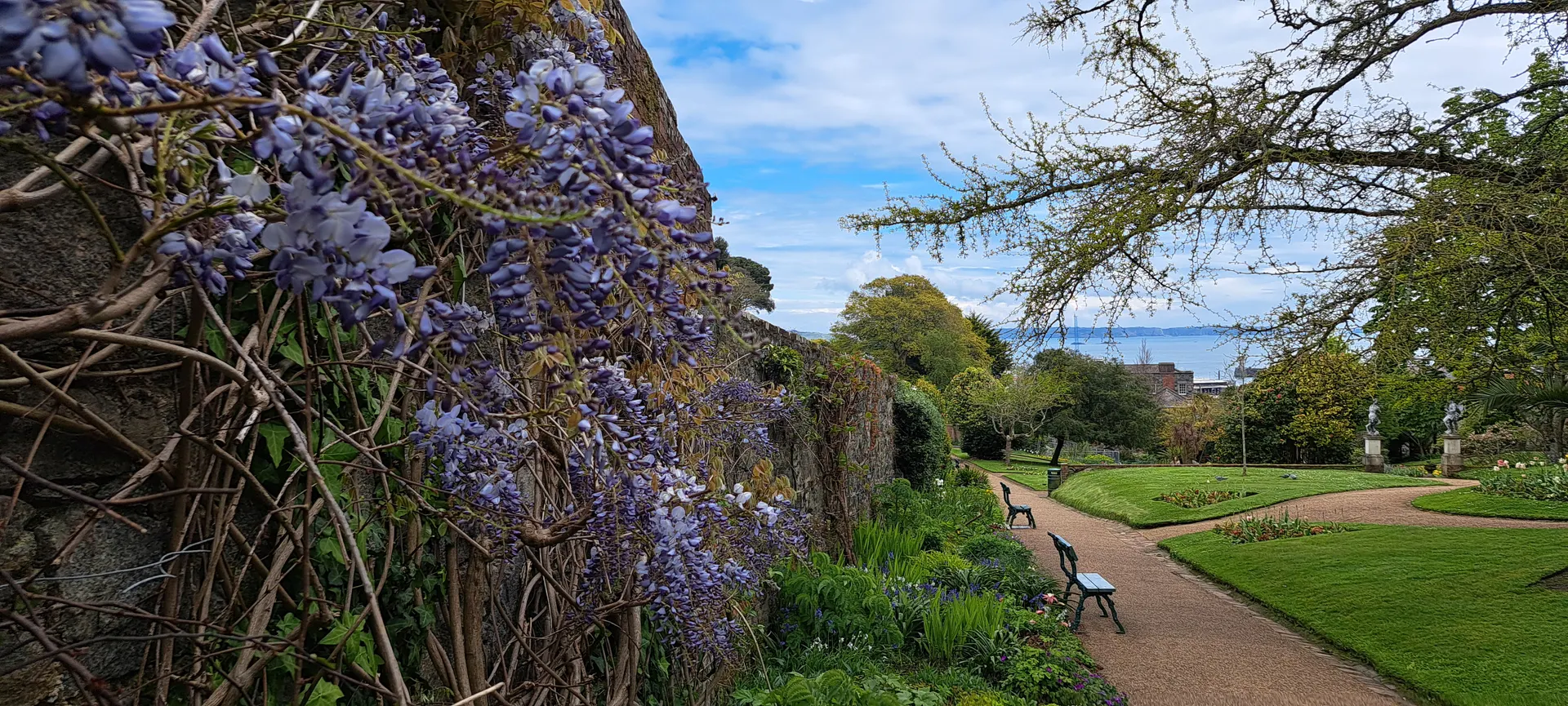Sfeervolle tuin met bloeiende paarse wisteria langs een oude stenen muur, omringd door groene planten en een goed onderhouden wandelpad dat door het park slingert. Langs het pad staan bankjes om te ontspannen en te genieten van de rustige omgeving. Op de achtergrond zijn bomen en een heldere blauwe lucht zichtbaar, wat zorgt voor een serene en natuurlijke uitstraling. Perfect voor tuinliefhebbers, wandelingen en fotografie in een idyllische parksetting.