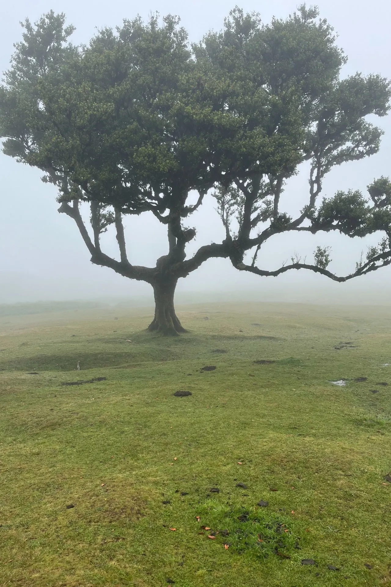 Een solitaire boom op een open grasvlakte in Madeira, omgeven door dichte mist. De boom heeft een brede kroon en staat centraal in het beeld.