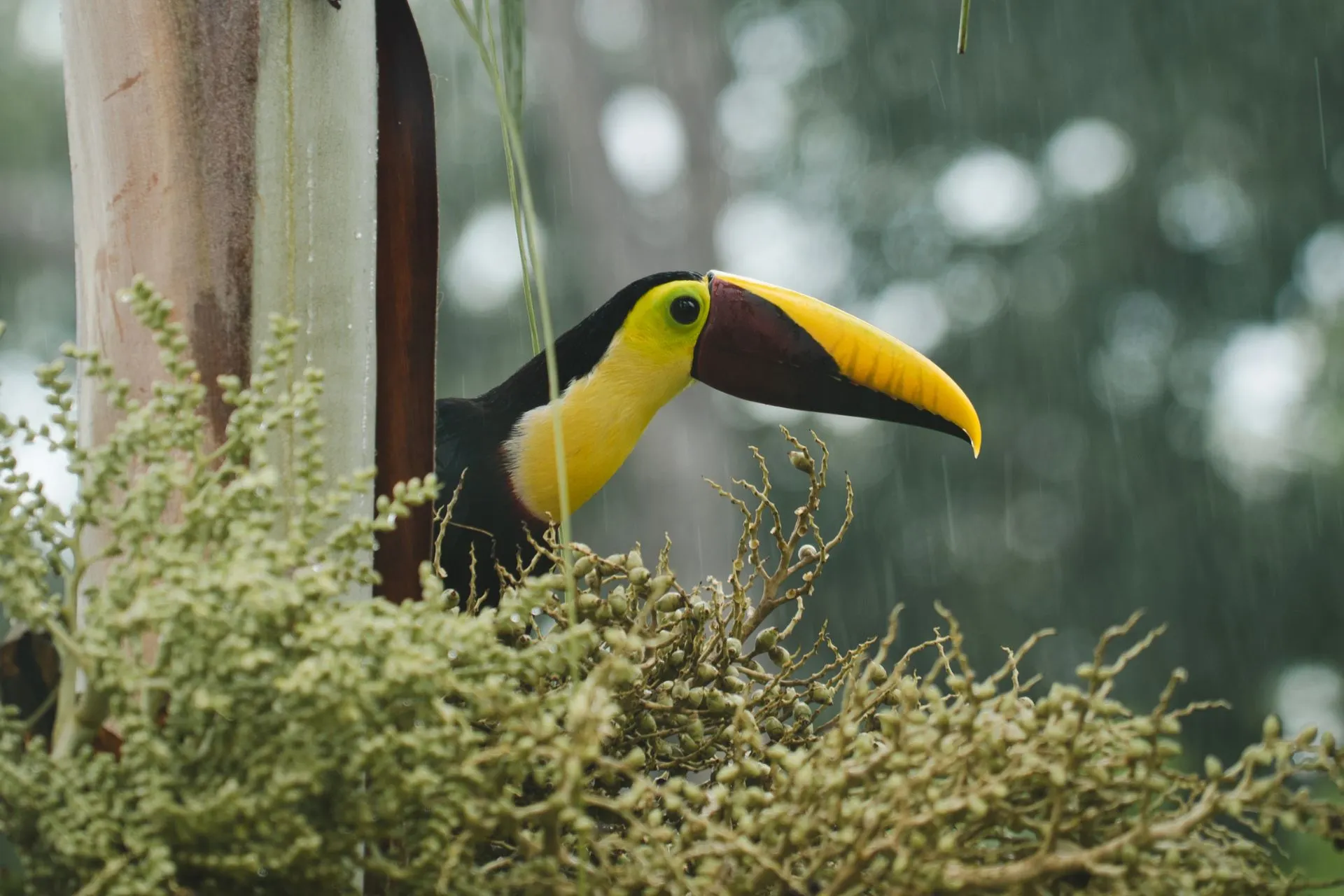 Een kleurrijke toekan met een felgele snavel zit verscholen tussen palmbladeren in de regen, gespot in Drake Bay, Costa Rica.