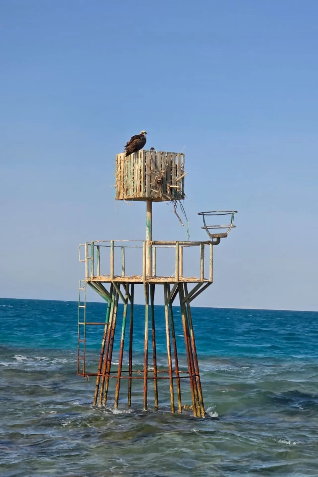 Visarend op een boei in de Rode Zee bij El Gouna tijdens een bootexcursie.