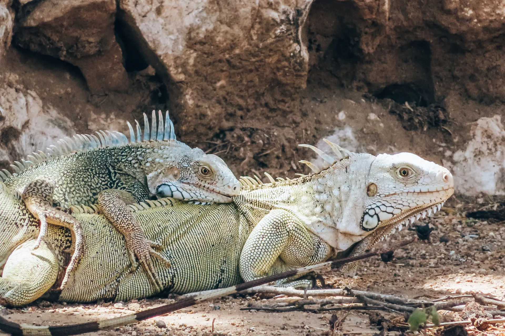 Twee leguanen rustend op een rotsachtige ondergrond in een natuurlijke omgeving, met gedetailleerde schubben en stekels zichtbaar op hun rug, omringd door droge aarde, takken en een achtergrond van verweerde stenen, typisch voor tropische fauna.