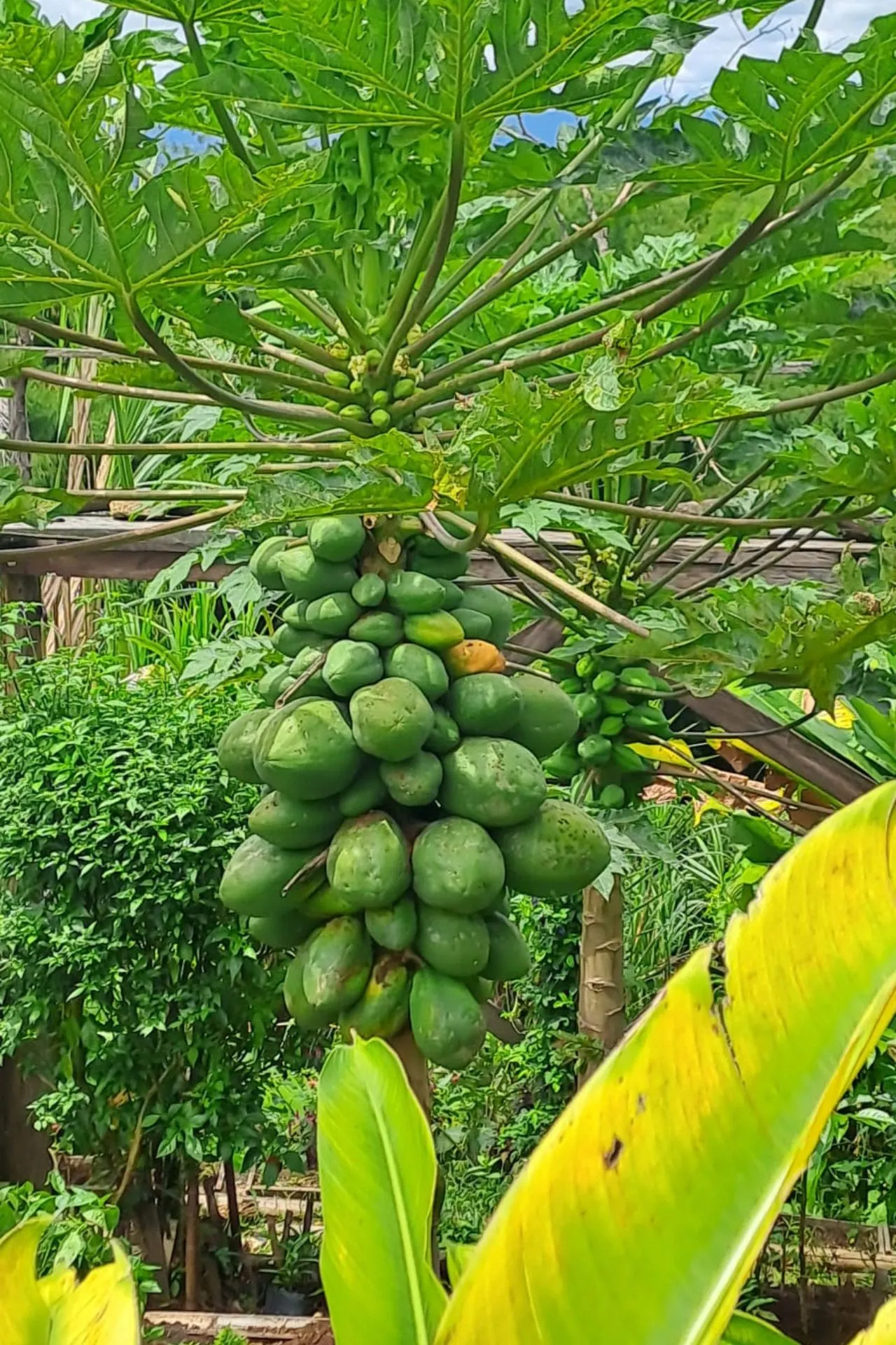 Papajaboom met een grote cluster groene papaja’s, omringd door weelderige tropische vegetatie.