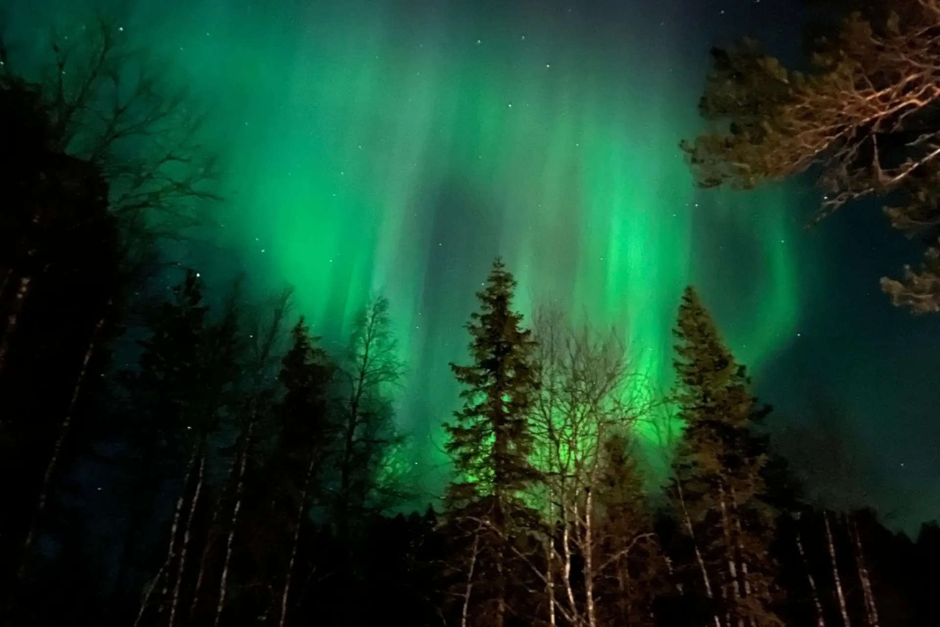Het groene noorderlicht boven een winters boslandschap in Fins Lapland

