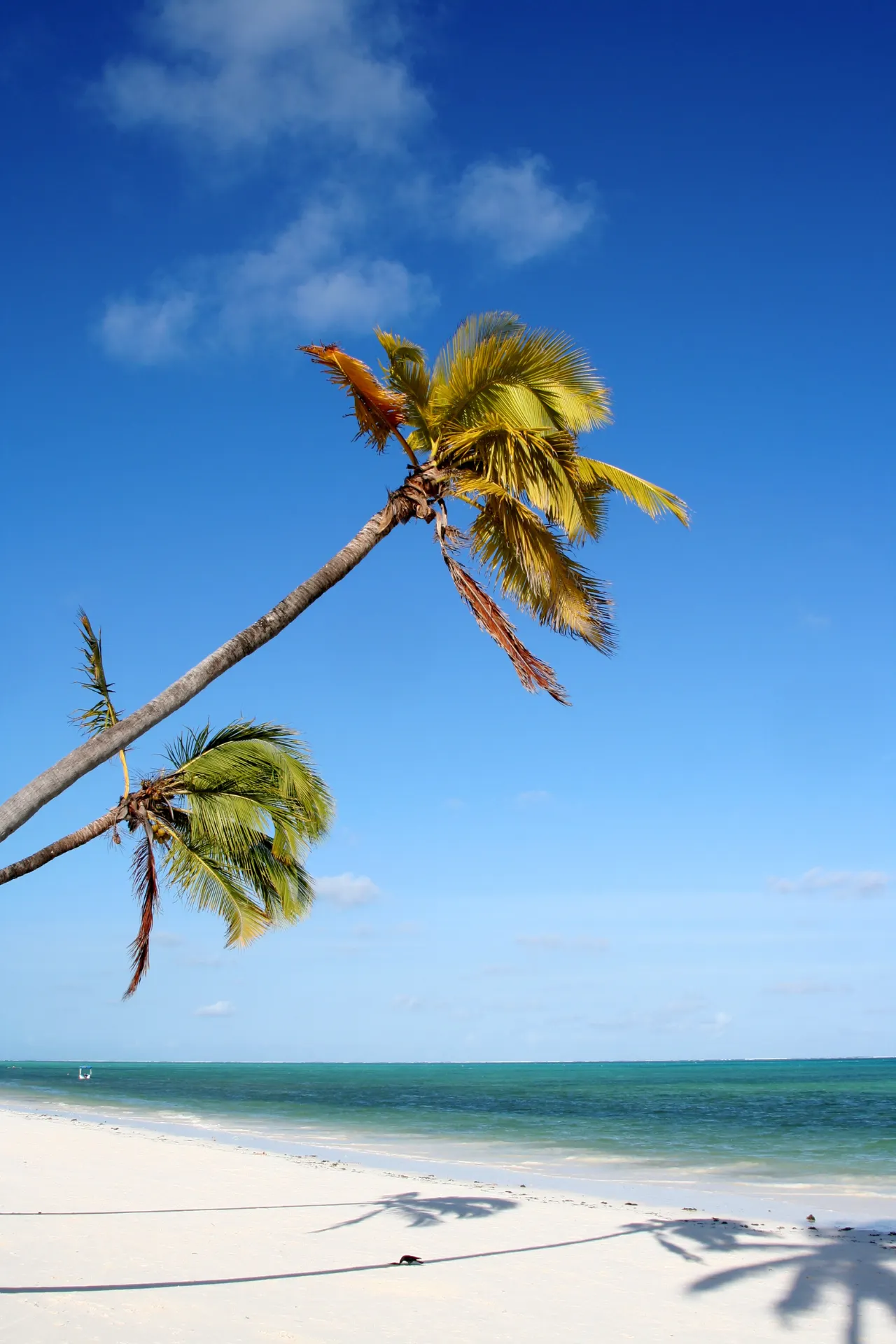 Wit zandstrand met helderblauwe zee en palmbomen.
