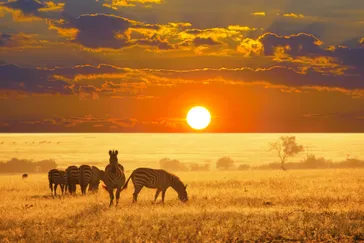 Zonsondergang in Etosha National Park, Namibië, met een groep zebra's die rustig grazen tegen de achtergrond van het gouden licht en de uitgestrekte savanne.