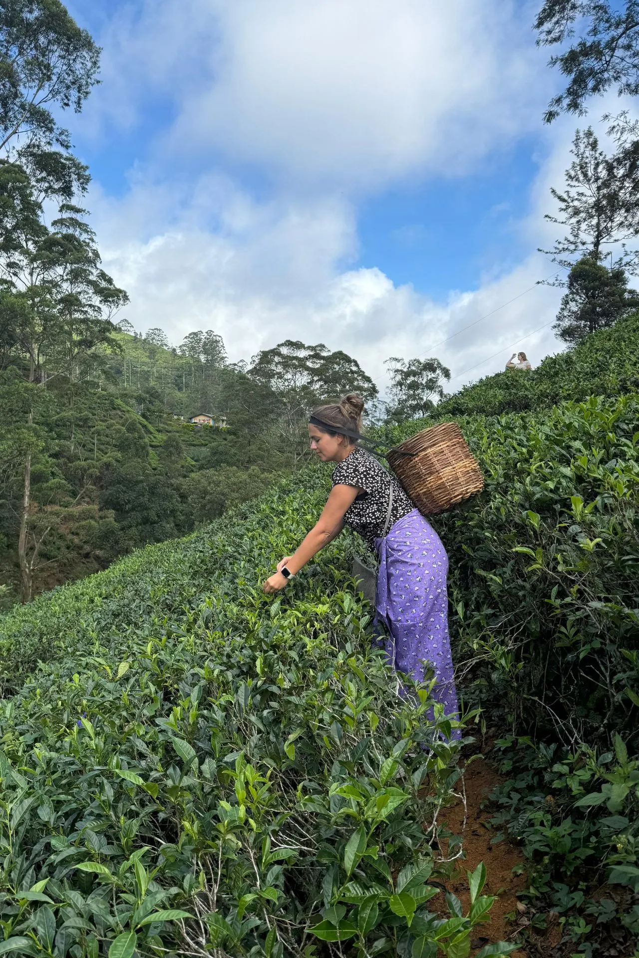 Vrouw plukt thee in een groene theeplantage in Sri Lanka met een rieten mand op haar rug.

