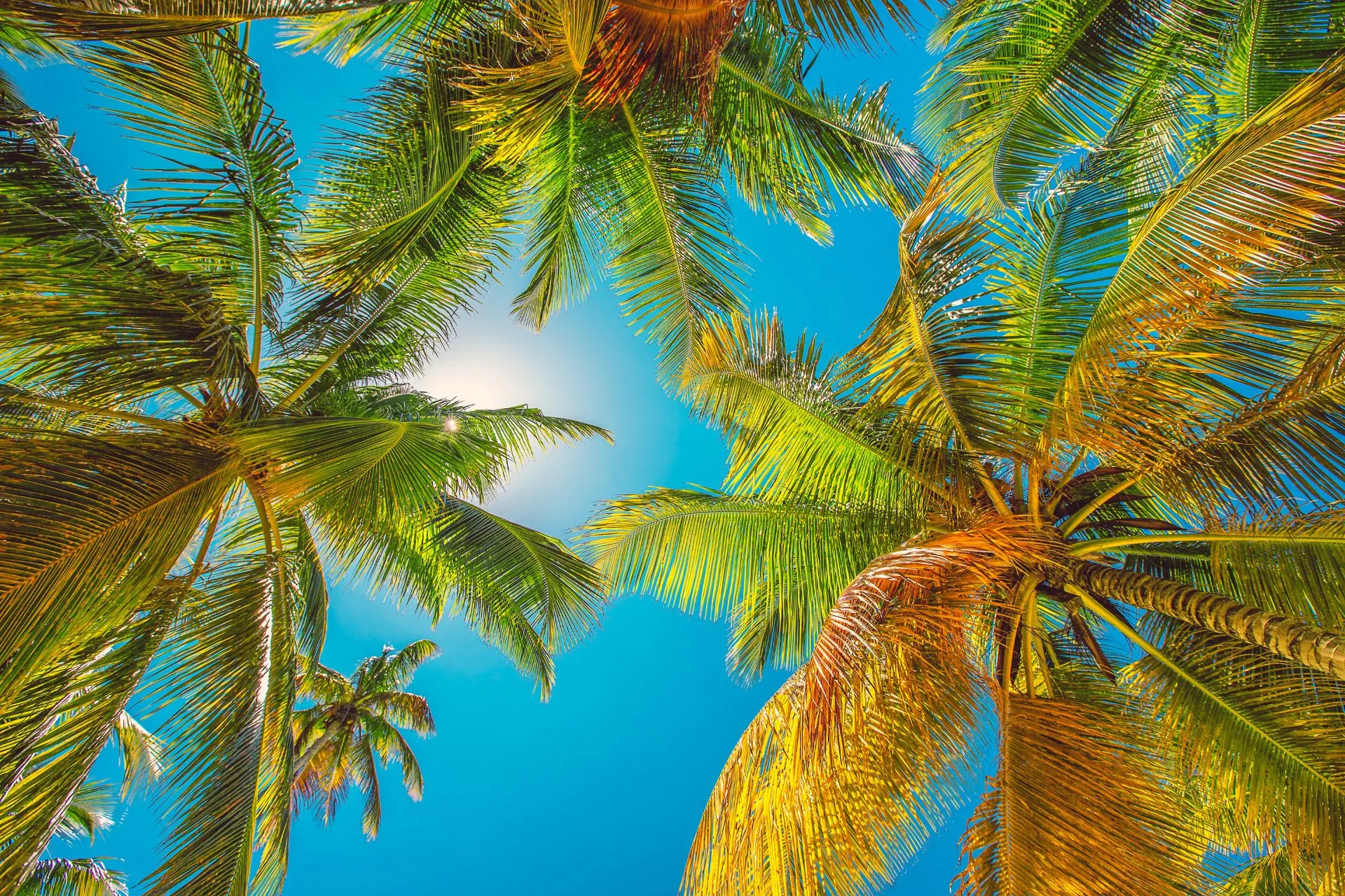 Beeld van onder de palmbomen, met een helderblauwe lucht en tropische sfeer in Punta Cana