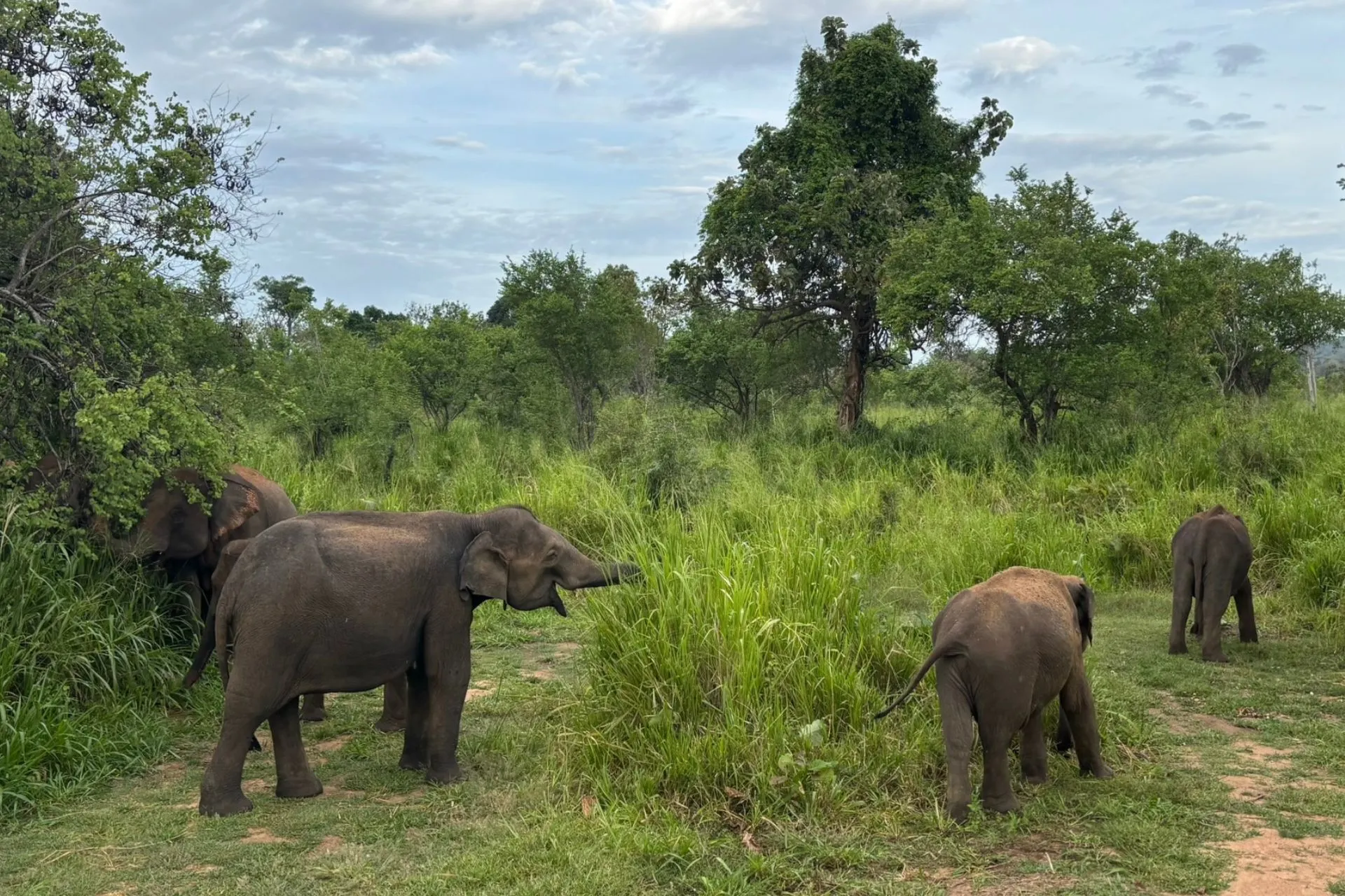 Kudde olifanten, waaronder jonge olifanten, graast in het hoge gras in een nationaal park in Sri Lanka.
