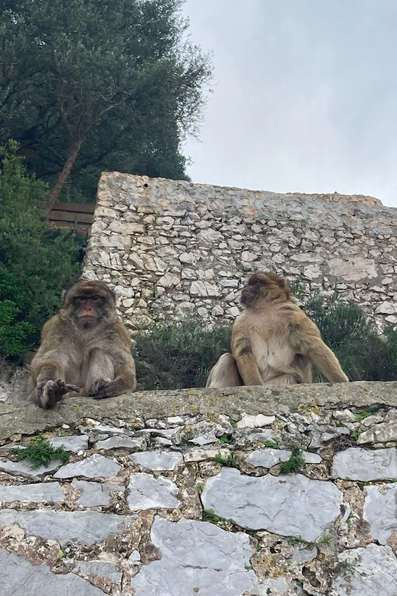 Twee apen zittend op een stenen muur, met groen en oude ruïnes op de achtergrond in Gibraltar.