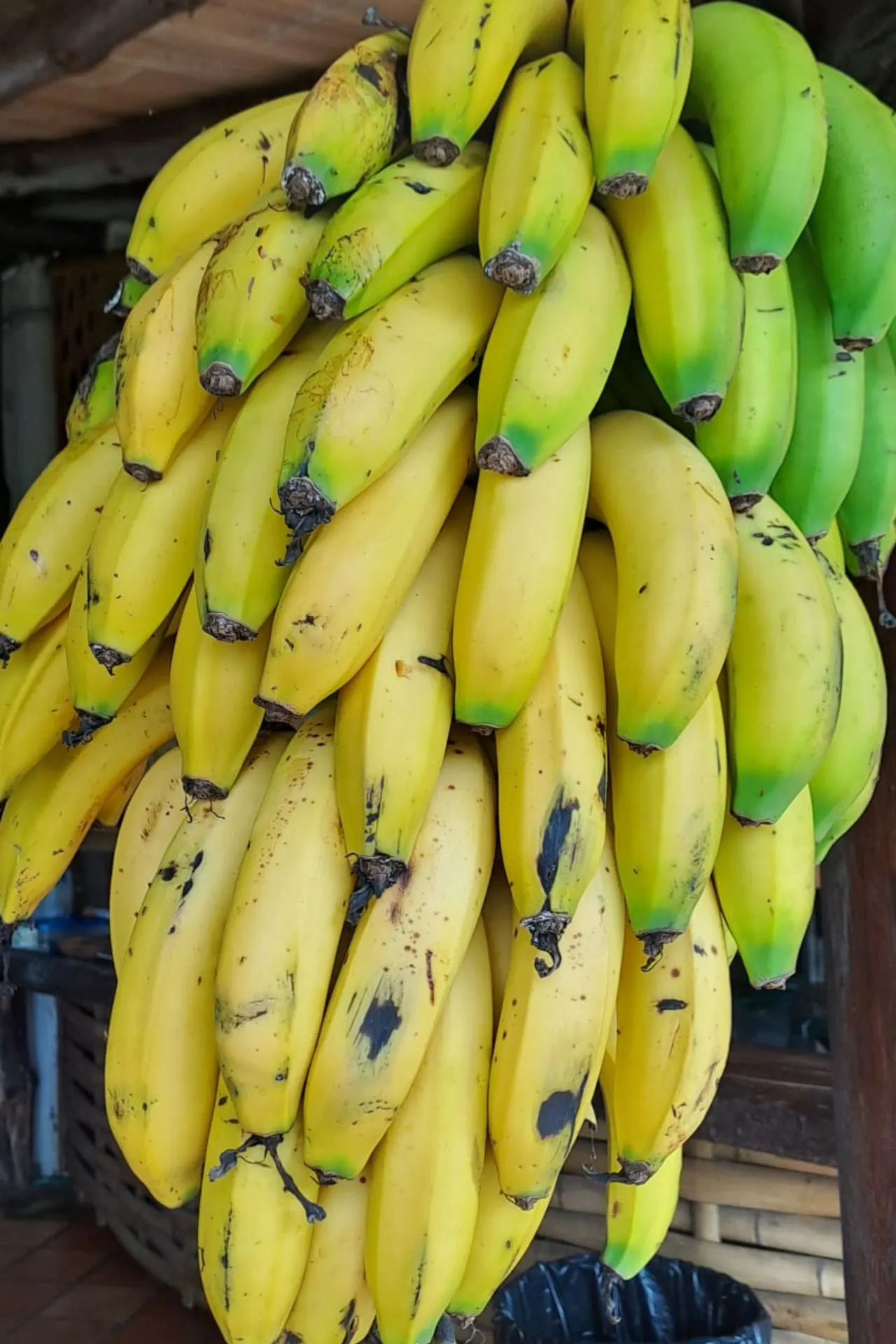 Grote tros bananen in verschillende rijpingsstadia, van groen tot felgeel, hangend onder een houten dak.