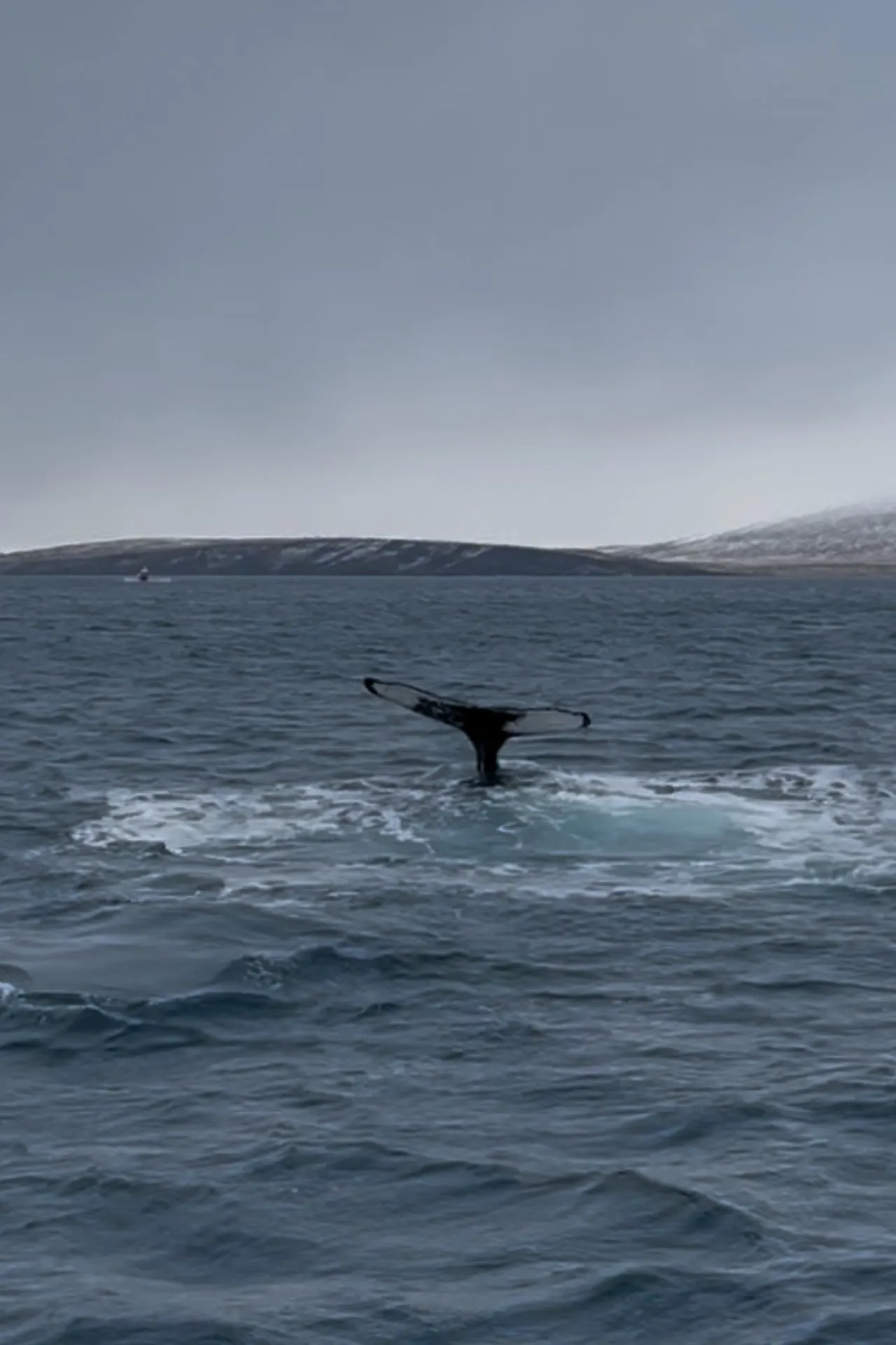 Staartvin van een walvis die onderduikt in een fjord bij Noord‑IJsland tijdens een walvissafari.
