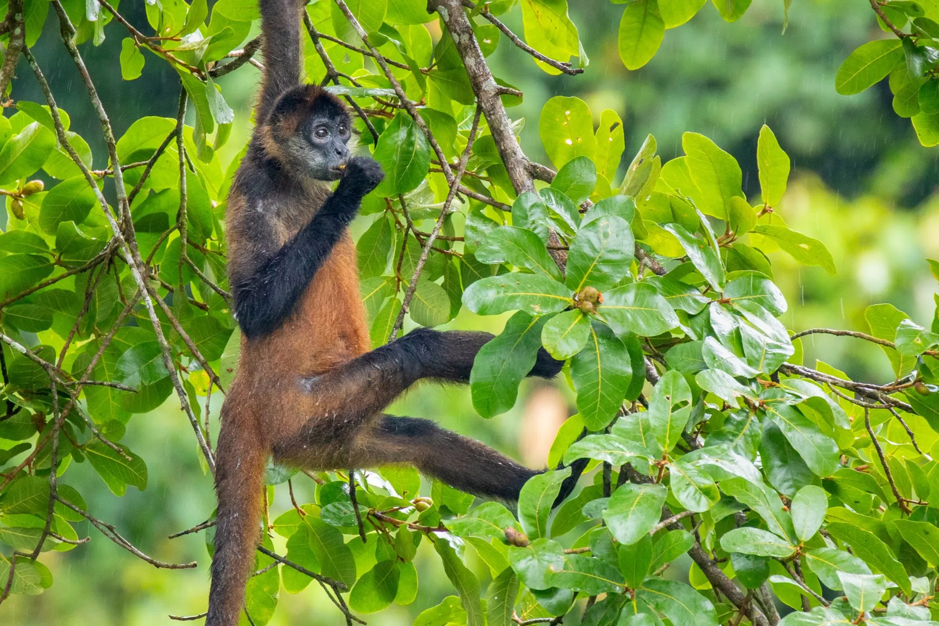 Slingeraap hoog in de boomtoppen van Tortuguero National Park in Costa Rica. Tijdens bootexcursies door de kanalen van dit natuurgebied kun je verschillende apensoorten spotten in hun natuurlijke leefomgeving, midden in het tropische regenwoud.