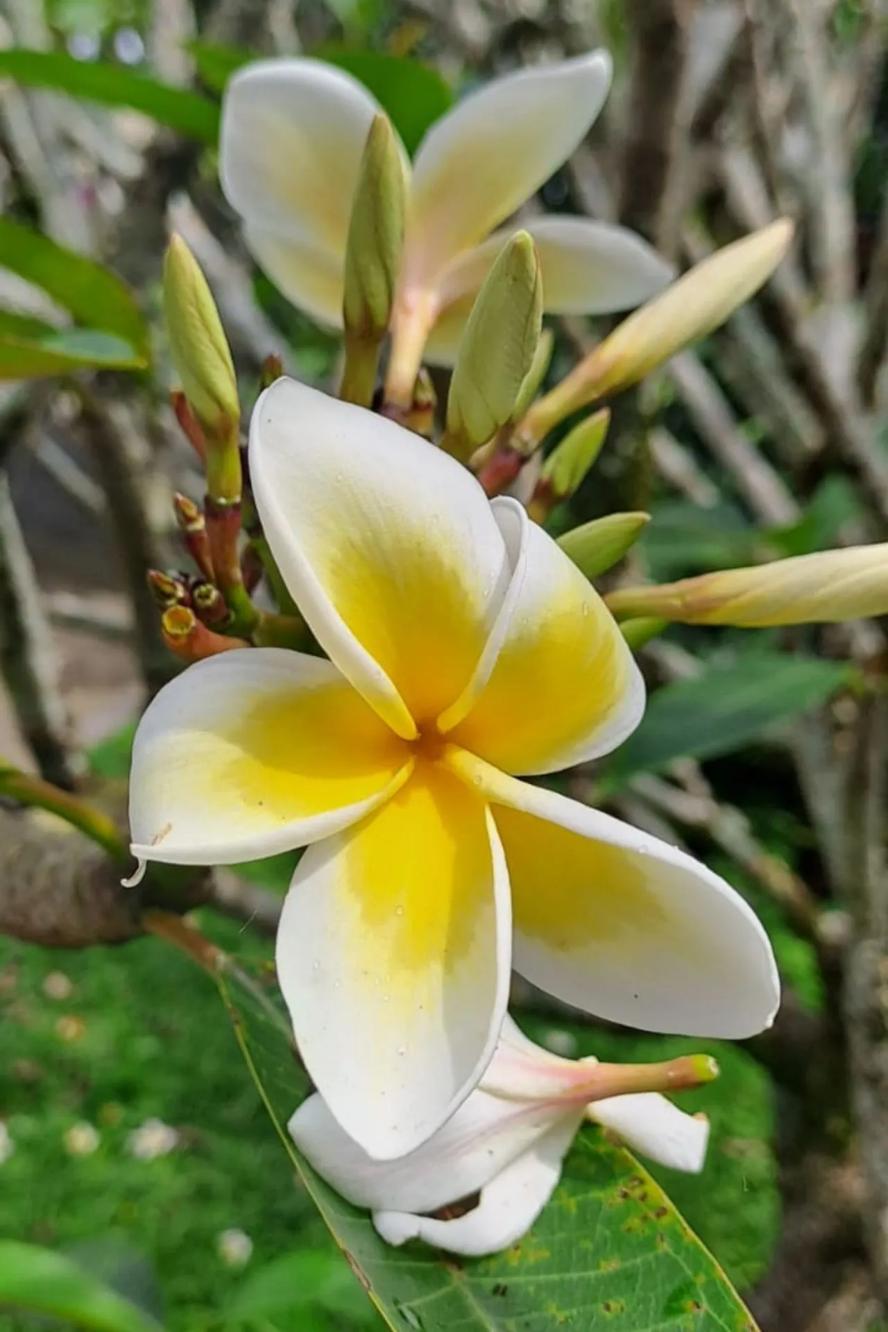 Close-up van een witte en gele plumeria-bloem met groene bladeren en knoppen op de achtergrond.