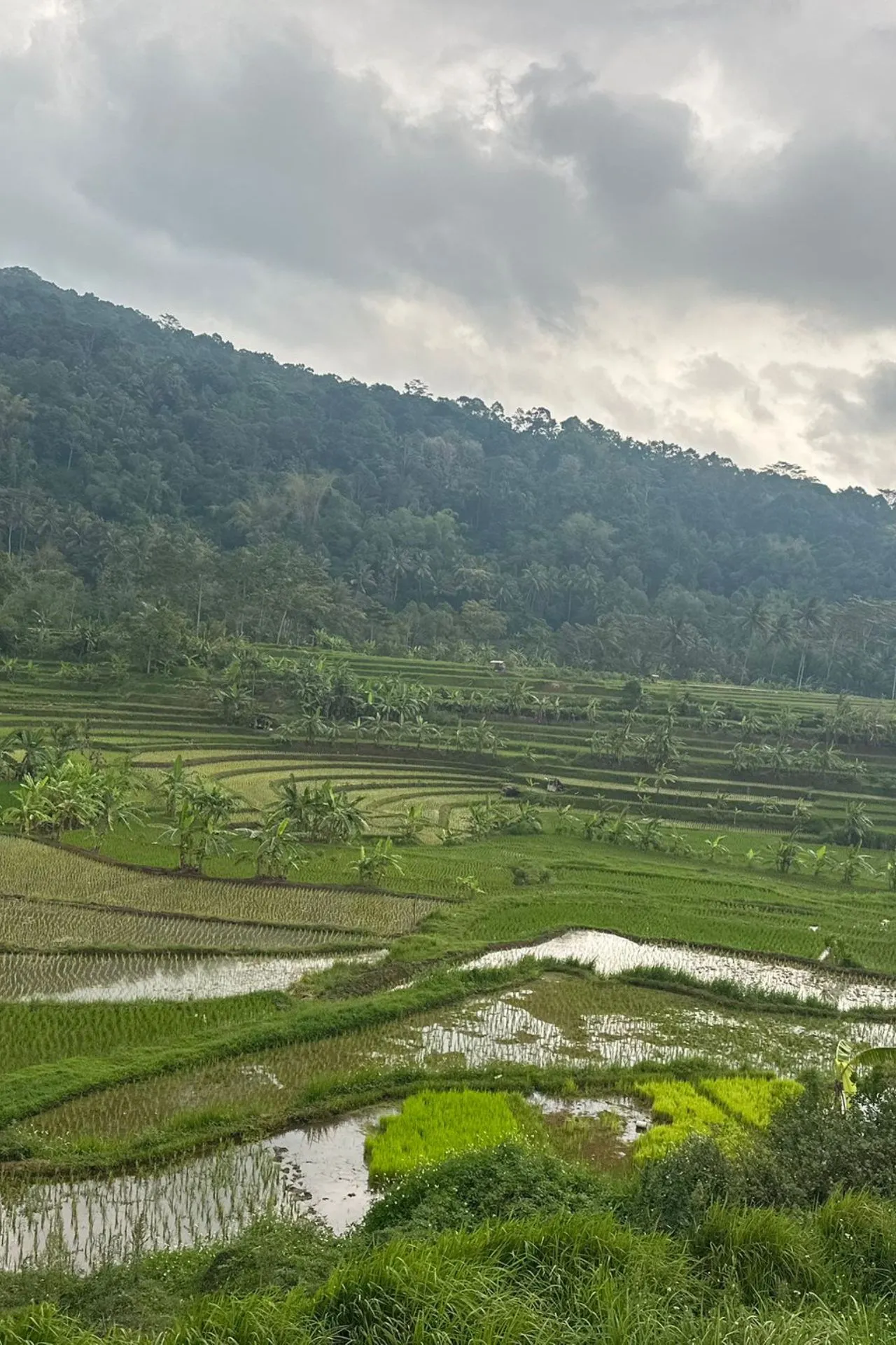  Groene rijstvelden op terrassen met een achtergrond van beboste heuvels en een bewolkte lucht op Sumatra.