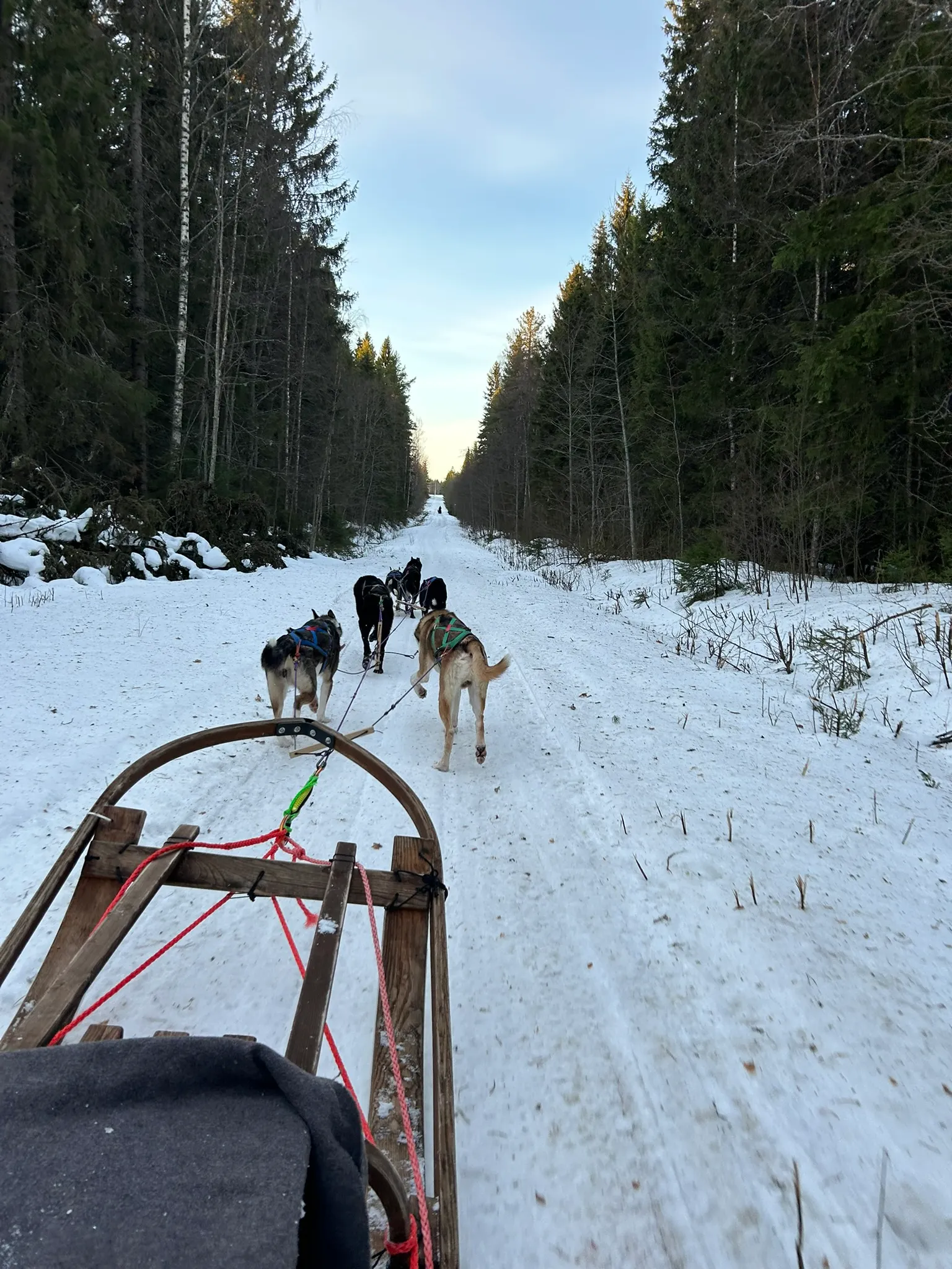 Husky safari in de sneeuw Vuokatti Finland.