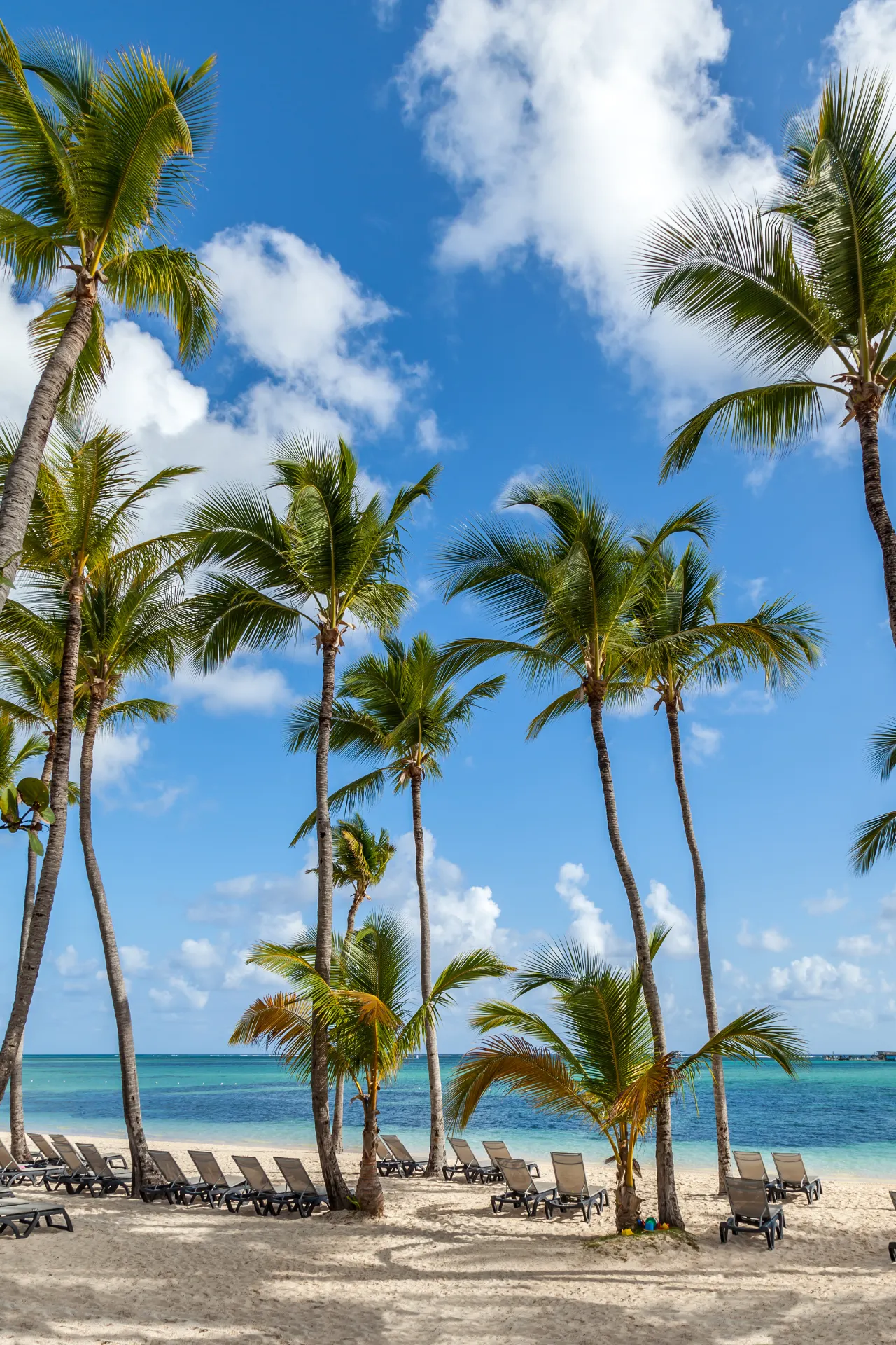 Strand van Punta Cana met wuivende palmbomen en helderblauwe zee.
