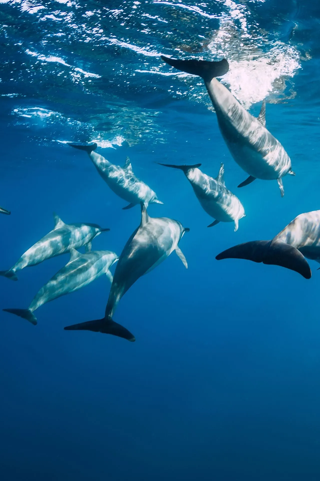 Een groep dolfijnen zwemt in de heldere wateren rondom Mauritius, een populaire activiteit tijdens een vakantie op het eiland. Ideaal voor wie een all-inclusive vakantie met natuur en avontuur zoekt.