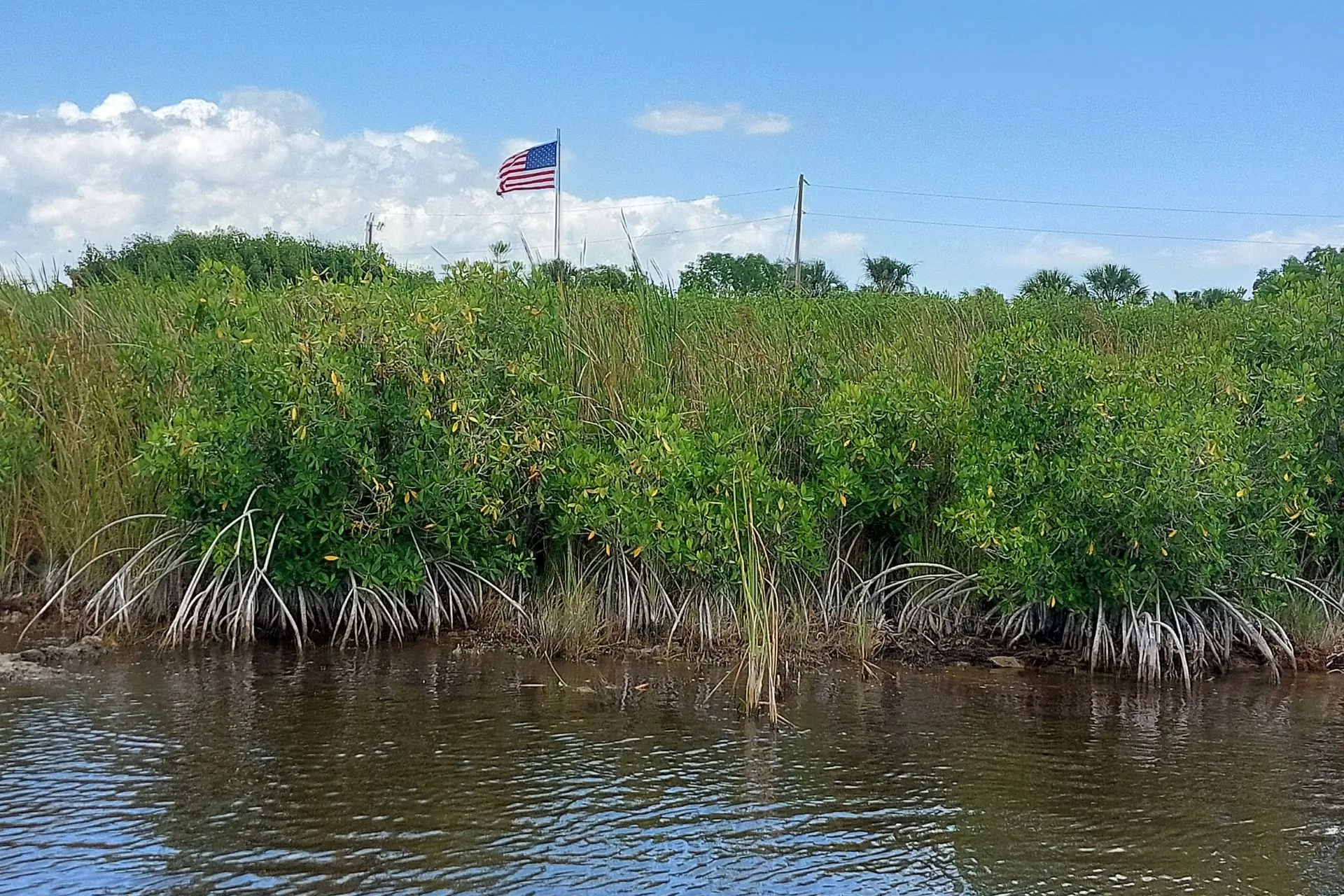 Oever van een moerasgebied in Everglades National Park, met weelderig groen riet en een Amerikaanse vlag die wappert onder een blauwe lucht.