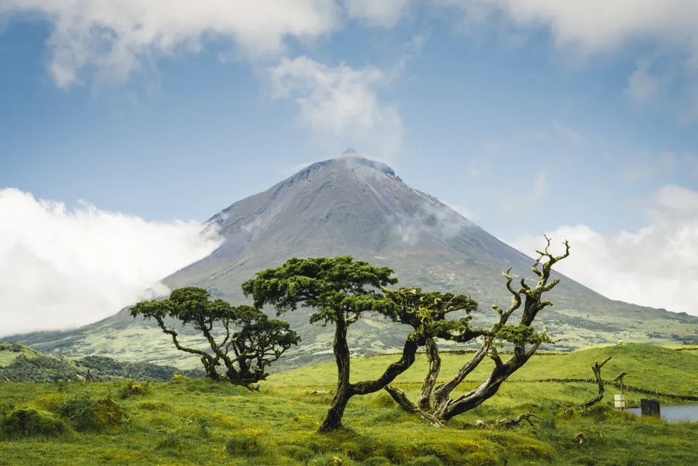 Pico